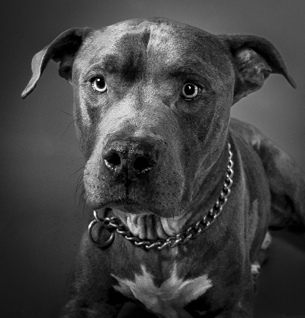 Black and white portrait series of a pit bull dog showing various playful and happy expressions.