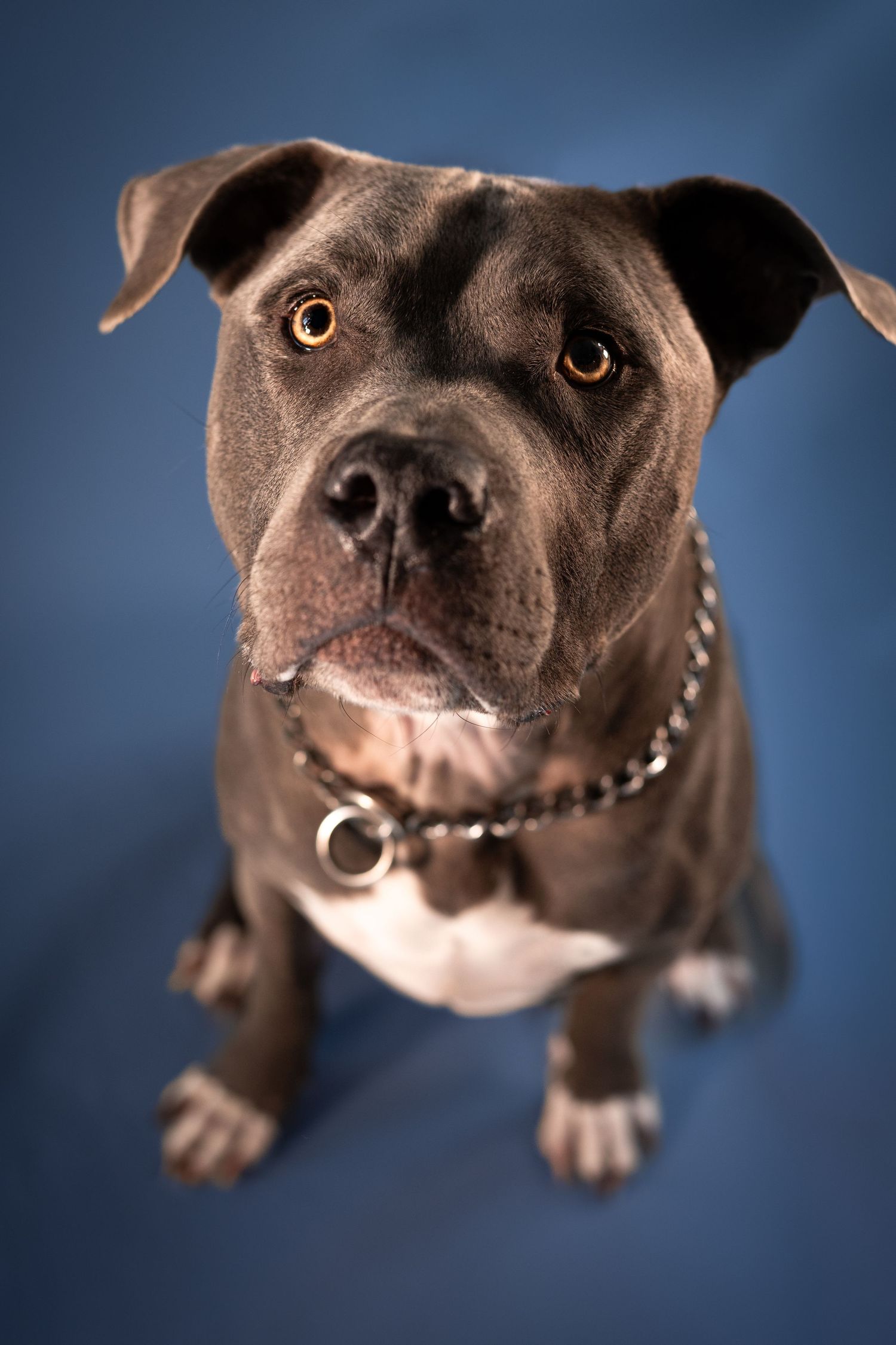 A close-up portrait series of a brown Staffordshire Bull Terrier with a studded collar against a blue background.