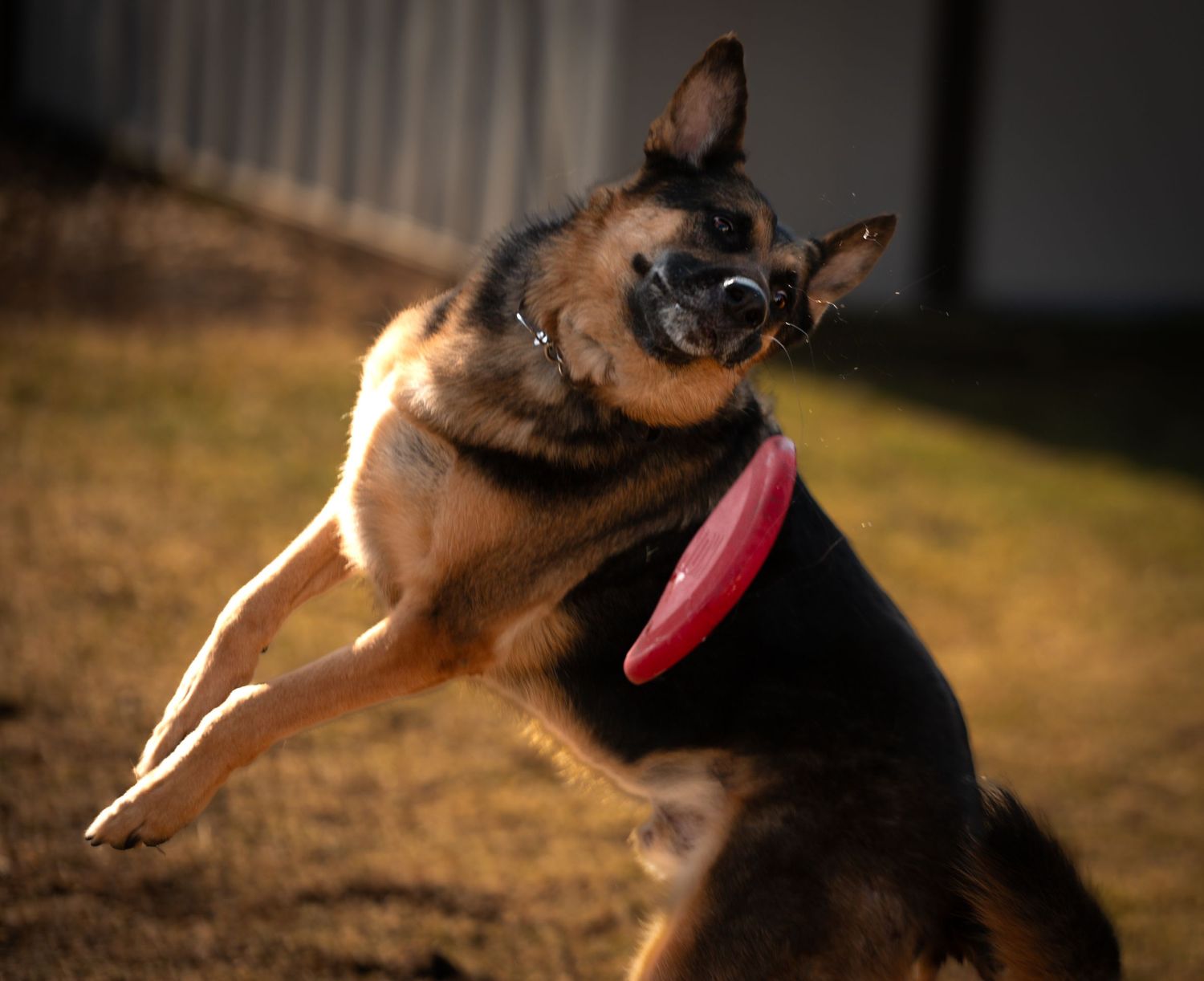 German Shepherd dog leaping and playing with a red frisbee in outdoor setting.