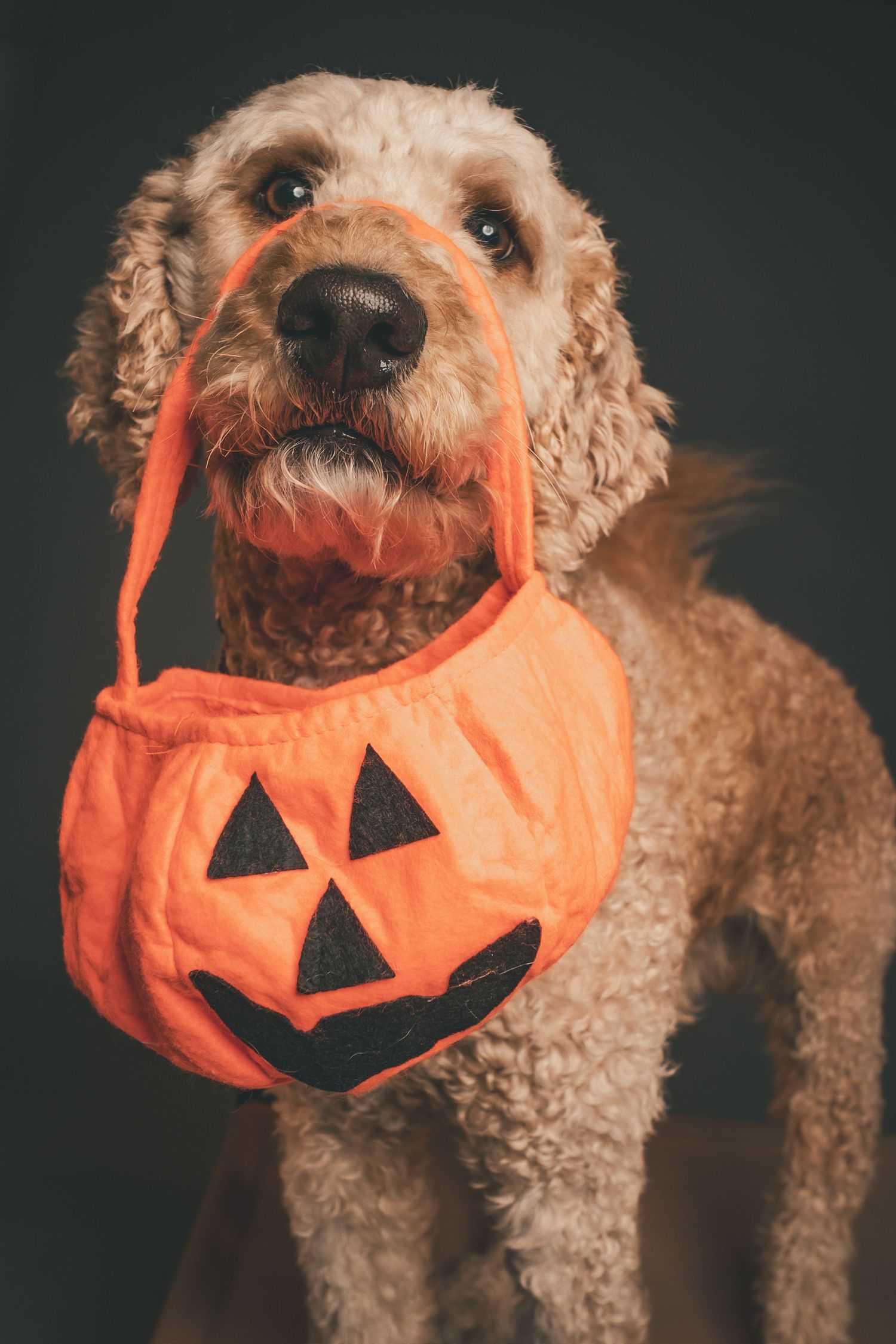 A fluffy goldendoodle dog holds an orange jack-o-lantern Halloween trick-or-treat bag in its mouth.