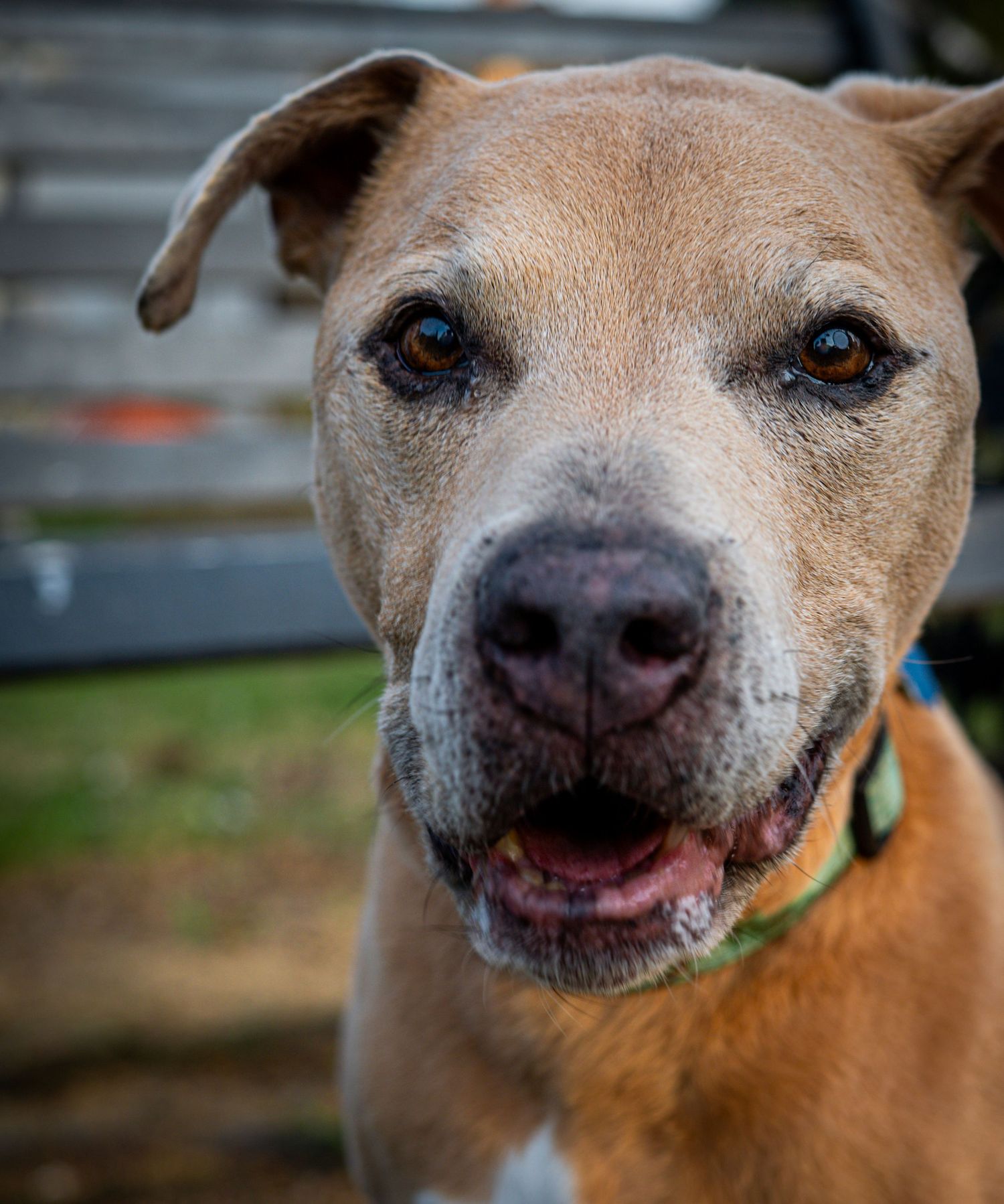 Close-up sequence of a smiling tan dog's face showing various happy expressions with bright blue eyes.