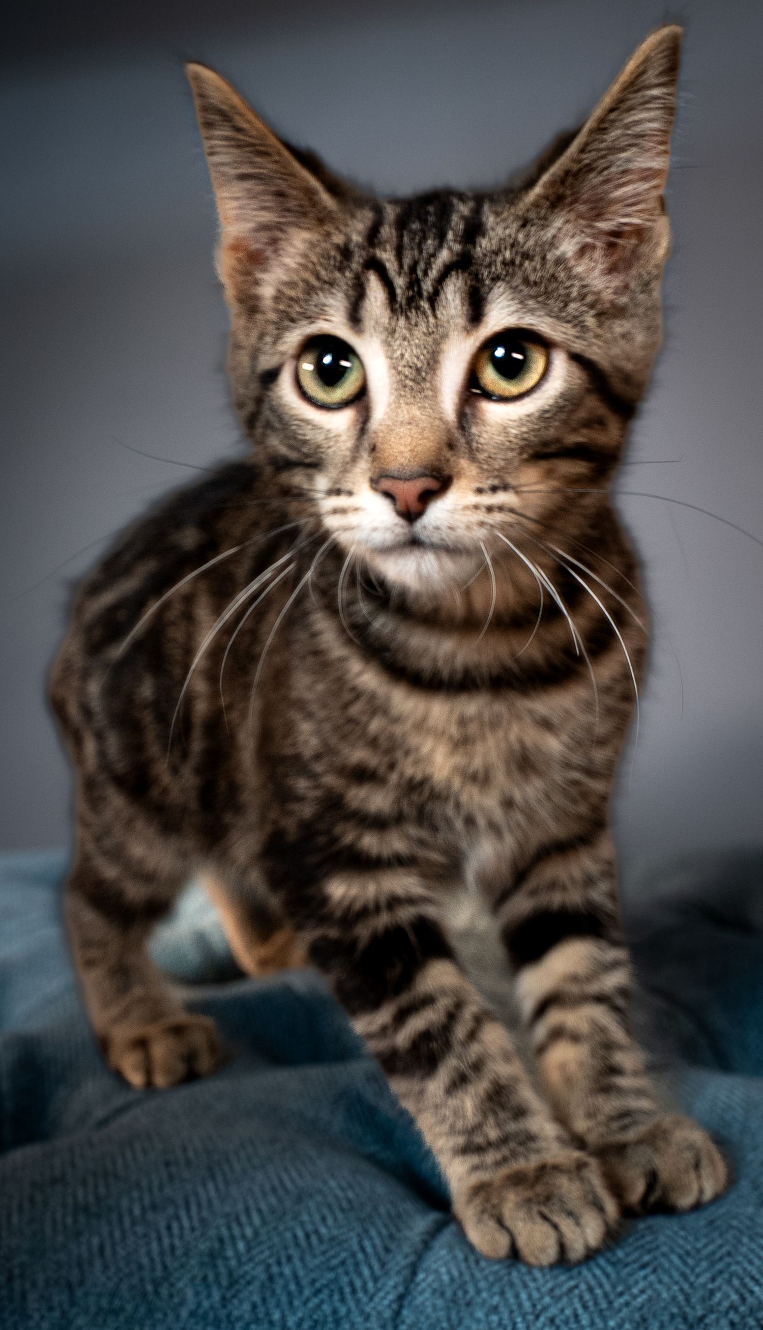 A tabby kitten with bright eyes poses in various playful positions on a blue textured surface.