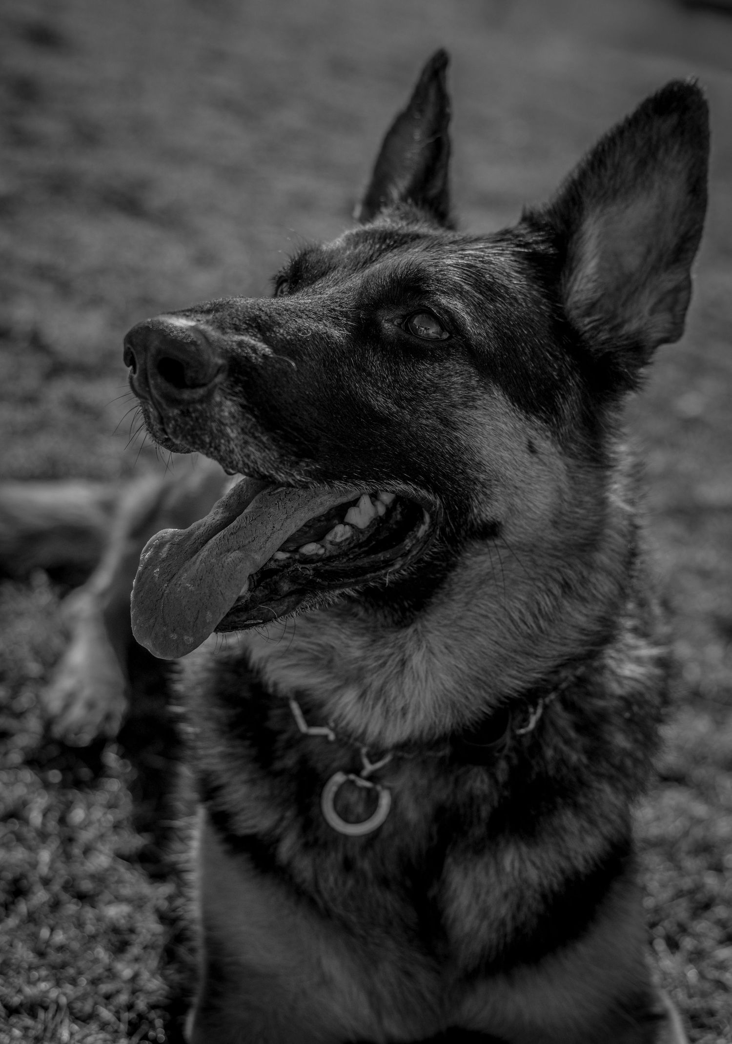 Close-up black and white portraits of a German Shepherd dog showing different facial expressions.