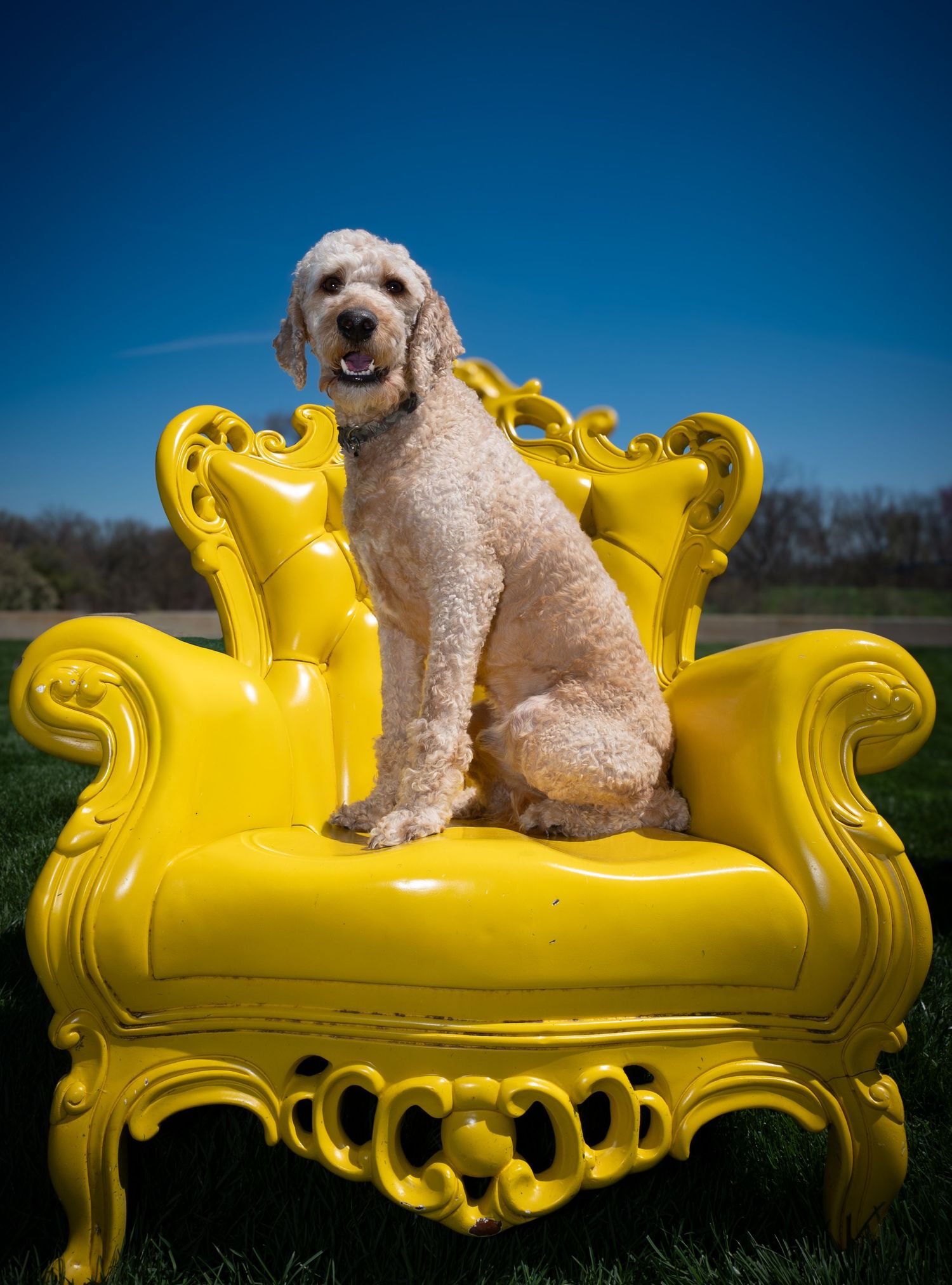 A fluffy goldendoodle dog sits proudly on an ornate bright yellow glossy chair outdoors under a clear blue sky.