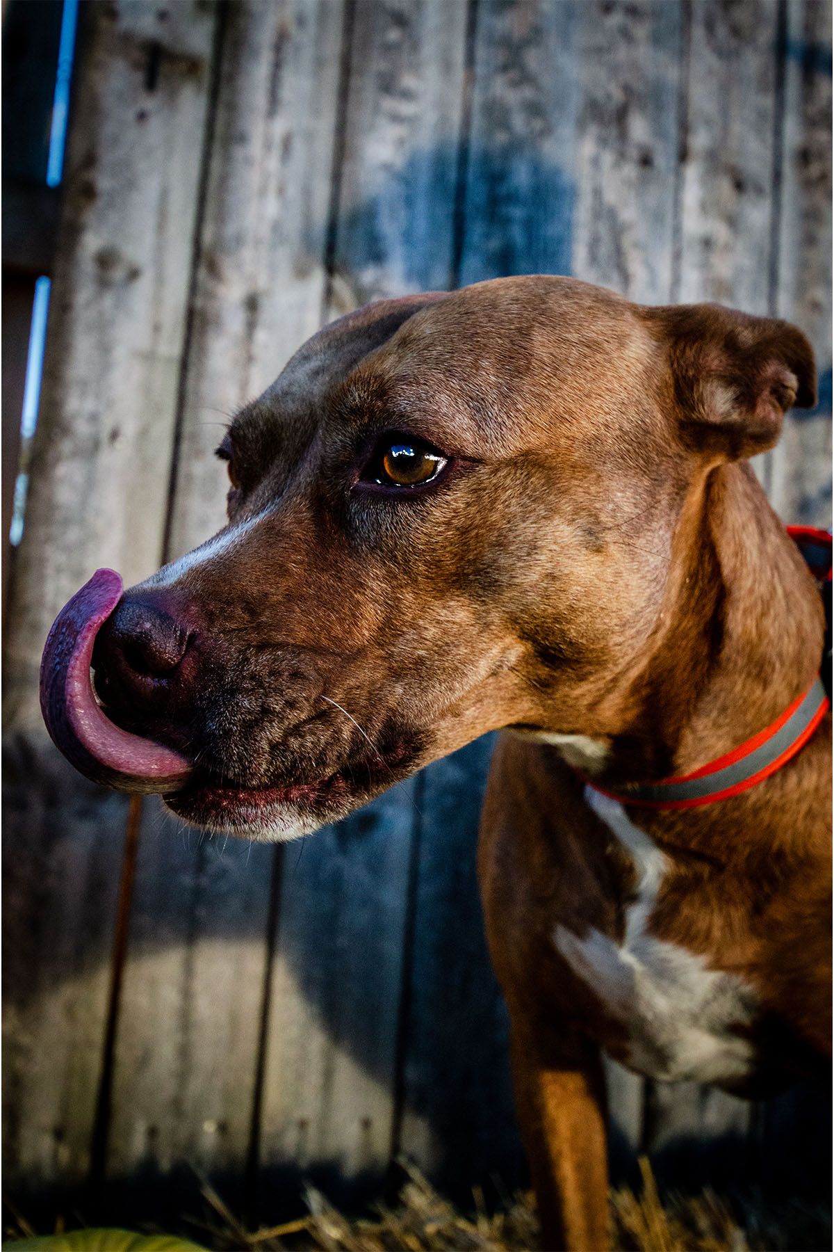 Side view sequence of a brown pit bull dog with its tongue out wearing an orange collar.