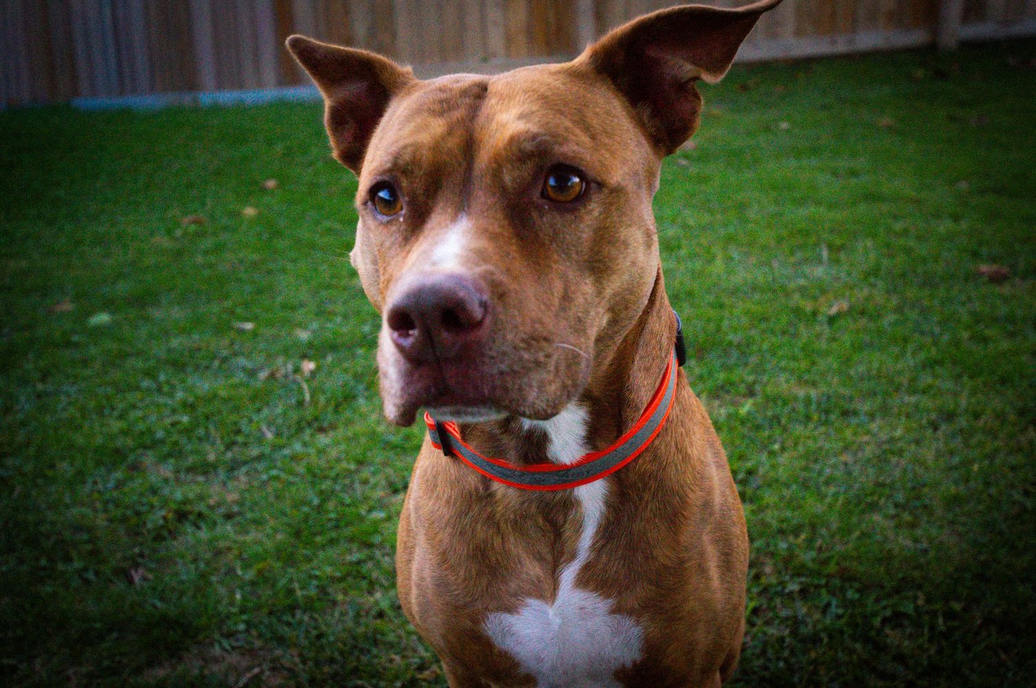 Series of portraits showing a brown pit bull with white chest markings in a backyard setting.