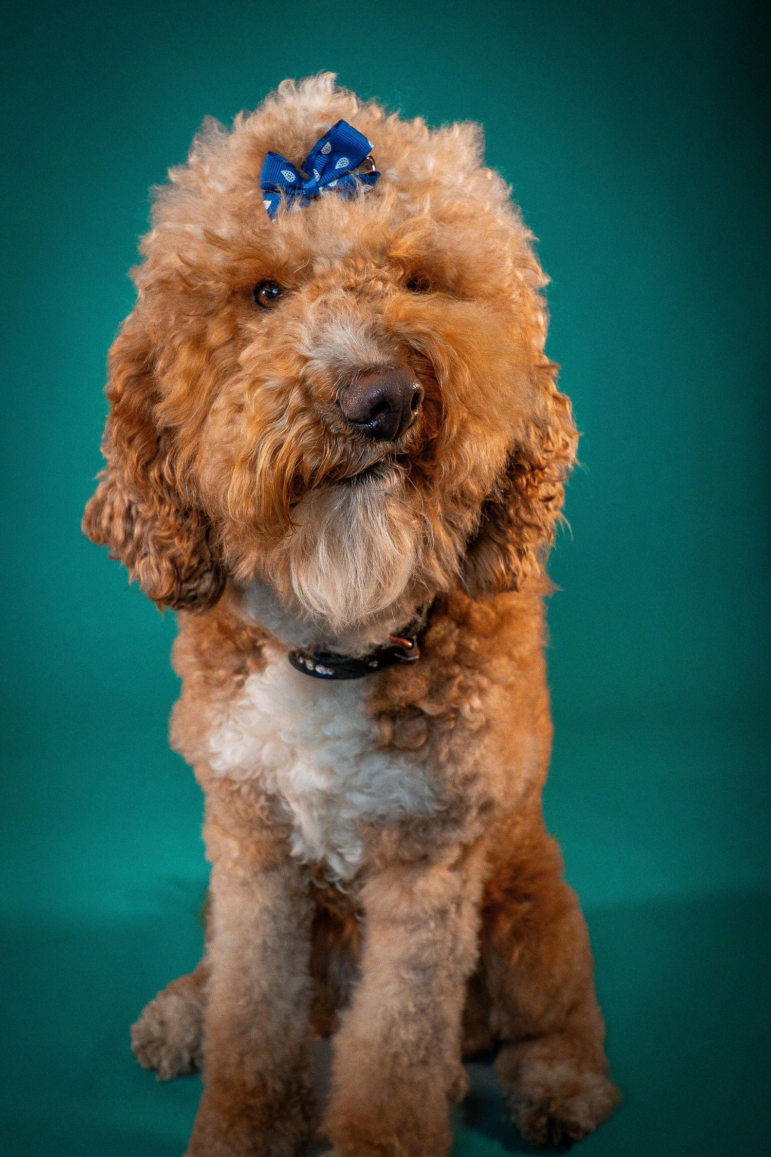 Adorable red toy poodle with curly fur and blue bow poses against teal backdrop in professional studio portrait series.