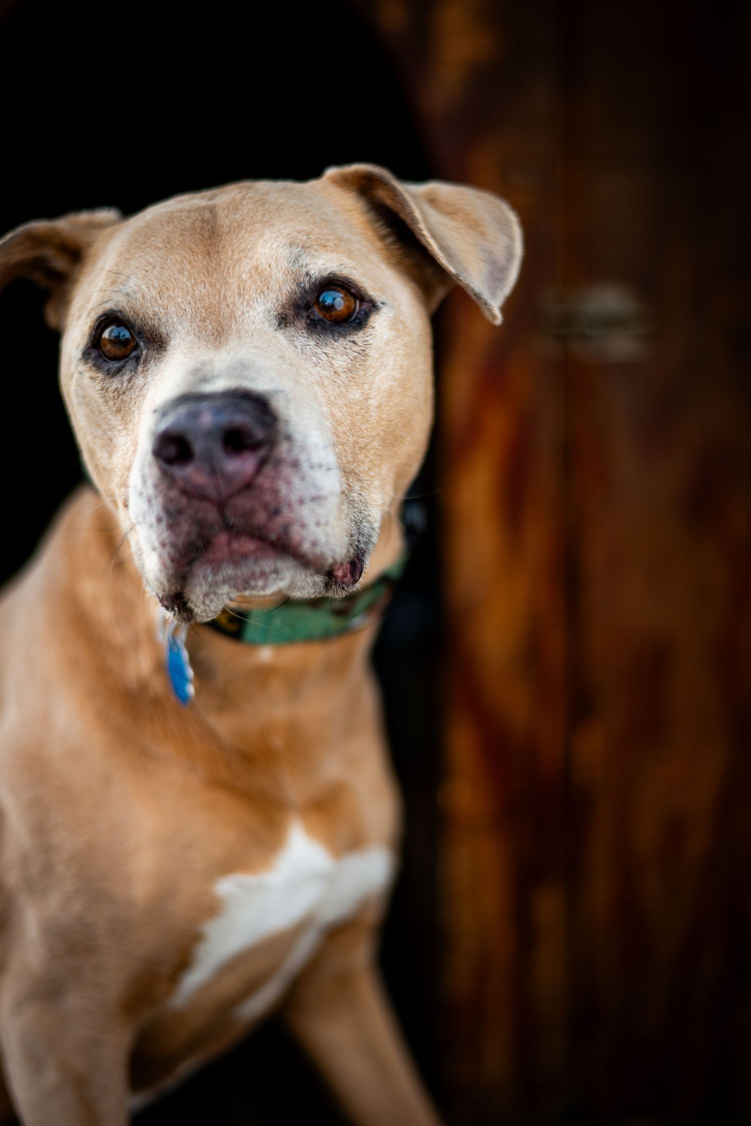 Close-up portrait of a tan pit bull mix dog with bright blue eyes wearing a green collar against a dark background.