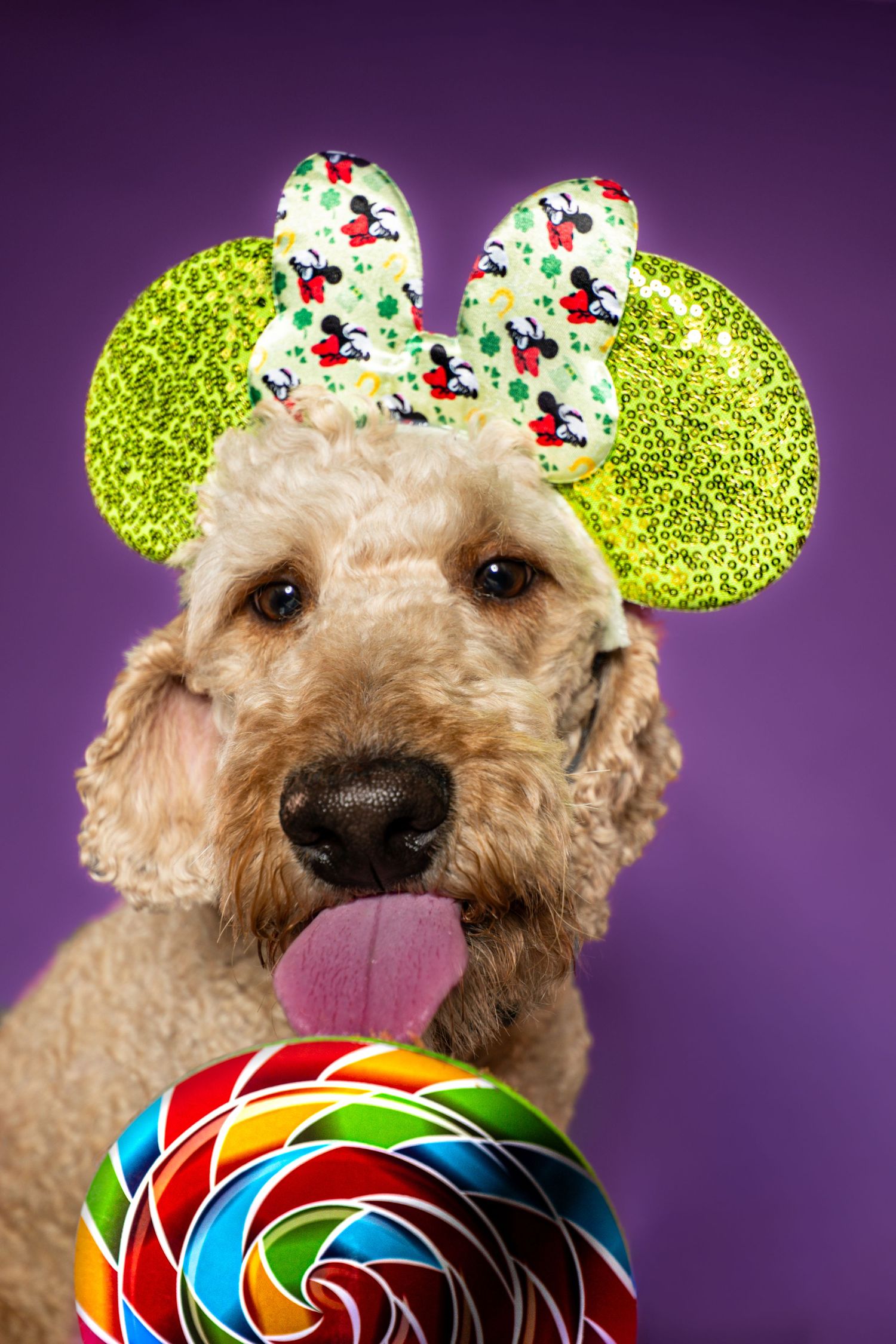 Goldendoodle dog wearing green Minnie Mouse ears licking a colorful rainbow lollipop on purple background.