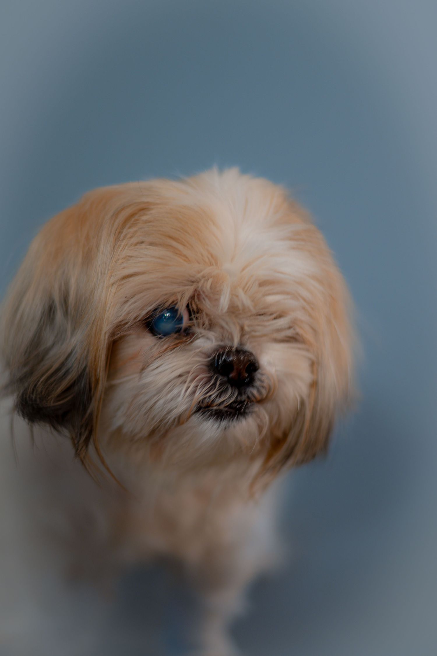 Close-up sequence of a small Shih Tzu dog with cream-colored fur and dark eyes against a blurred background.