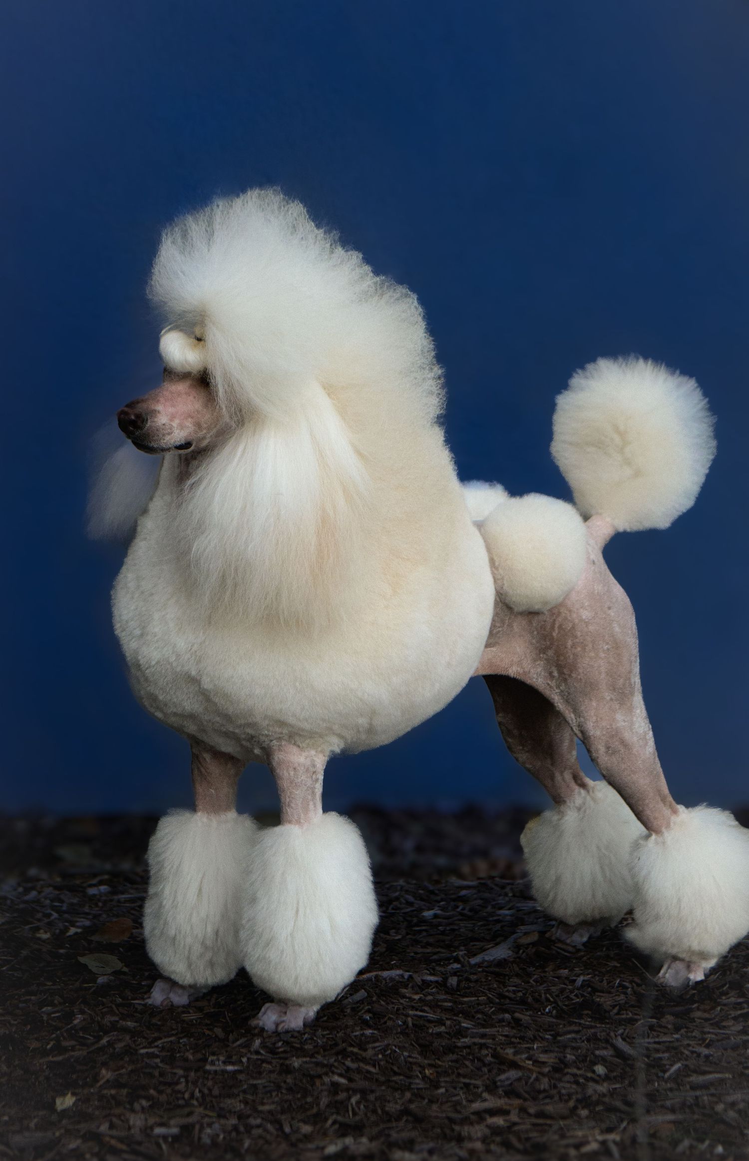 Two white standard poodles with elaborate show grooming stand against a dark blue background.
