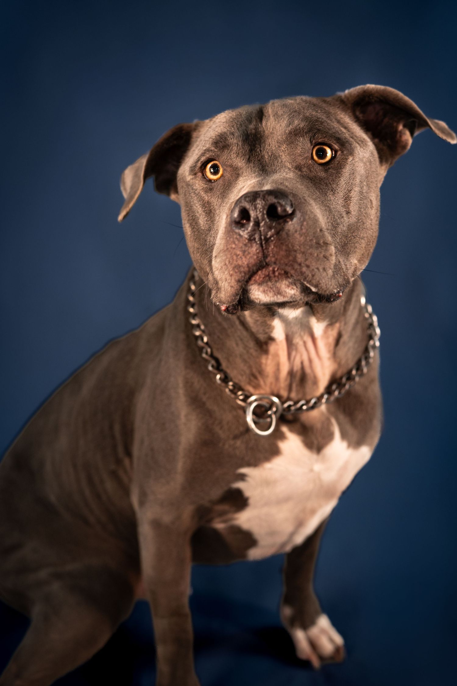 Portrait of a muscular pit bull with grey coat and chain collar against dark blue background.