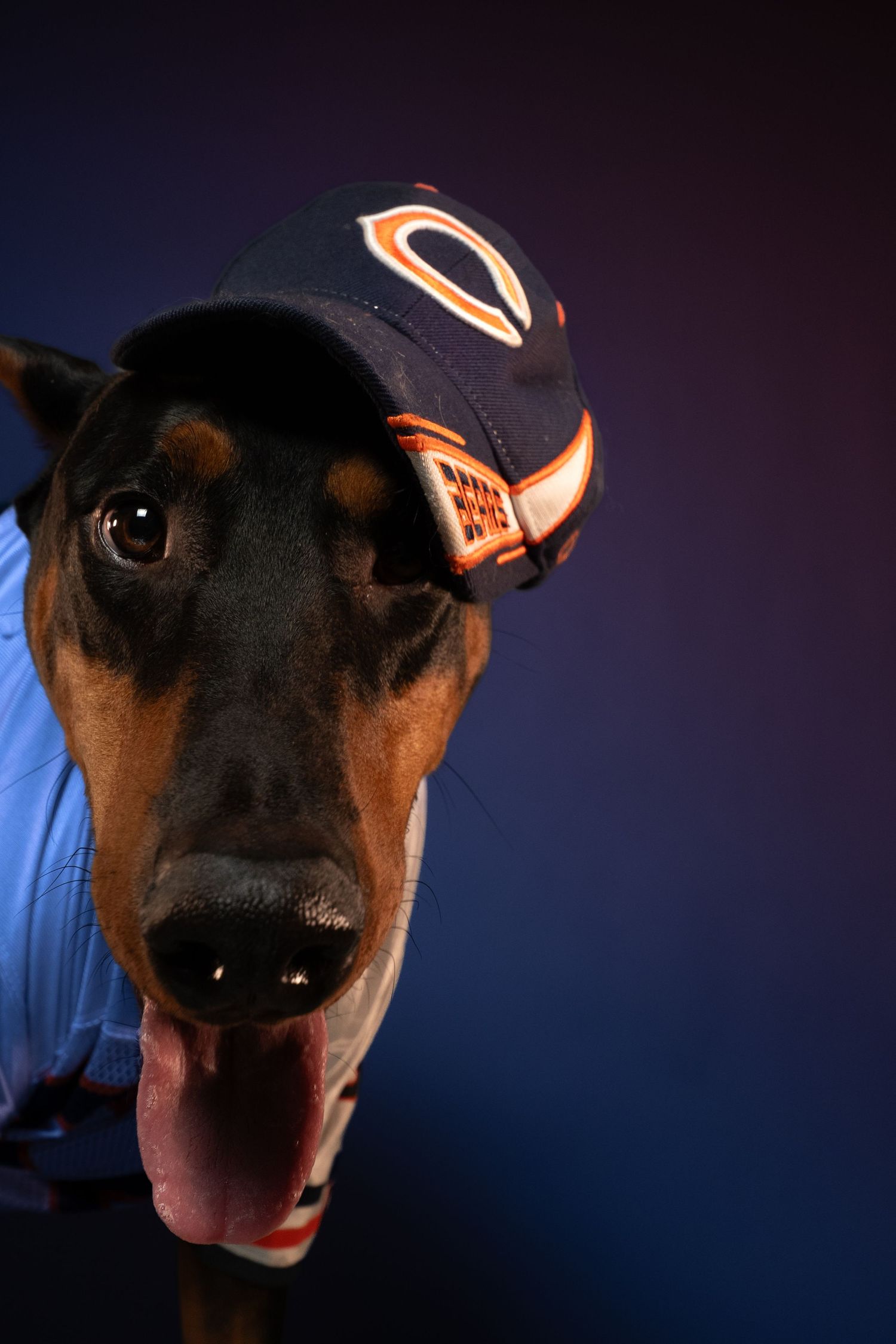 A doberman dog wearing a Chicago Bears baseball cap against a dark blue background.
