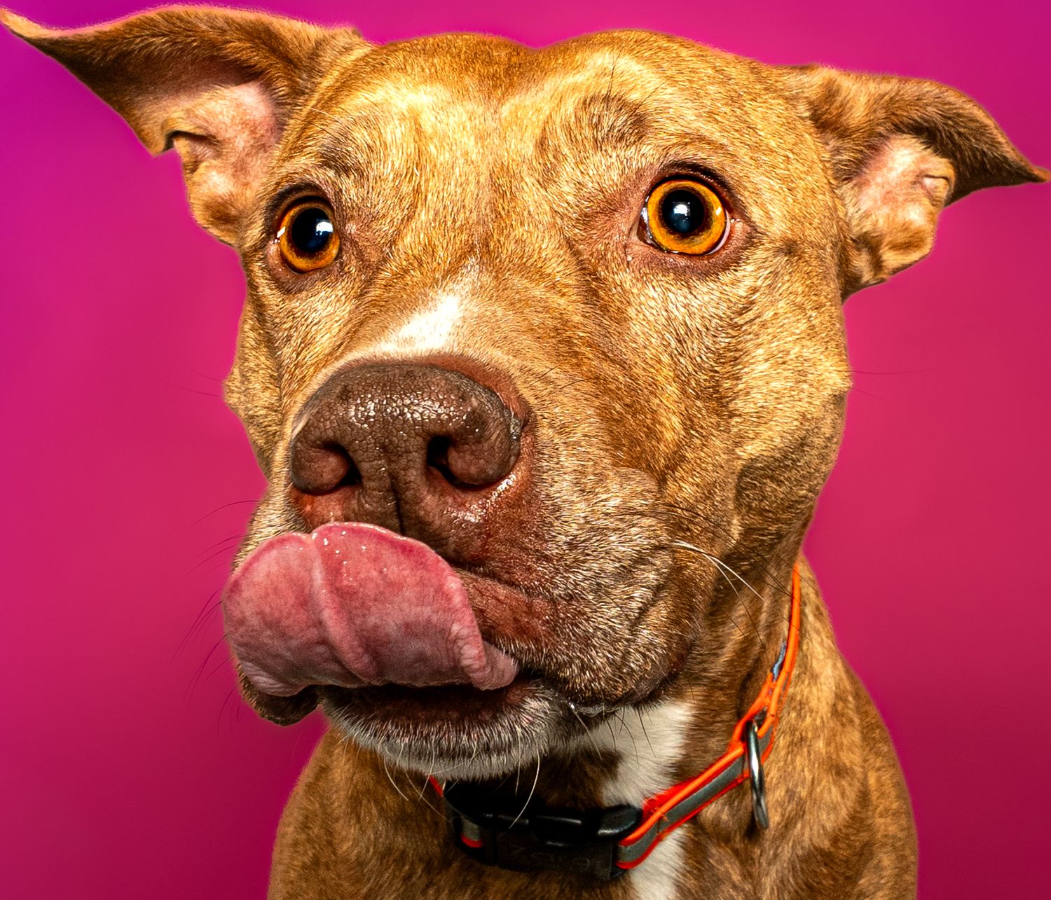 Brown dog with expressive eyes and orange collar photographed against vibrant pink background in multiple angles.