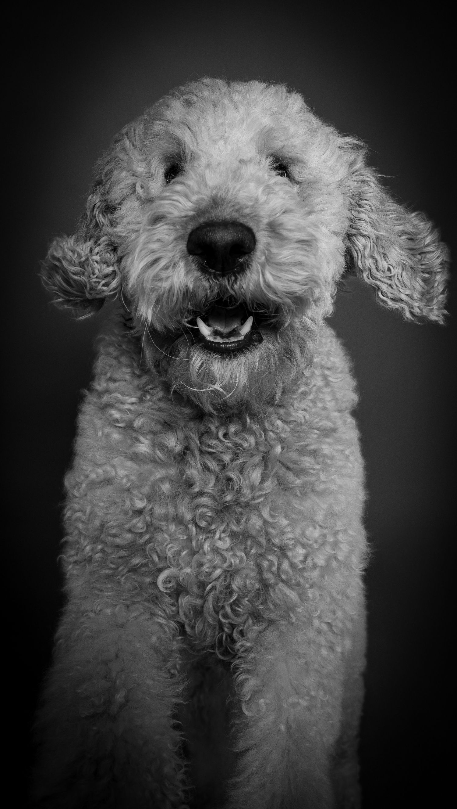 A series of black and white portraits showing a curly-haired white dog's nose and face from different angles.