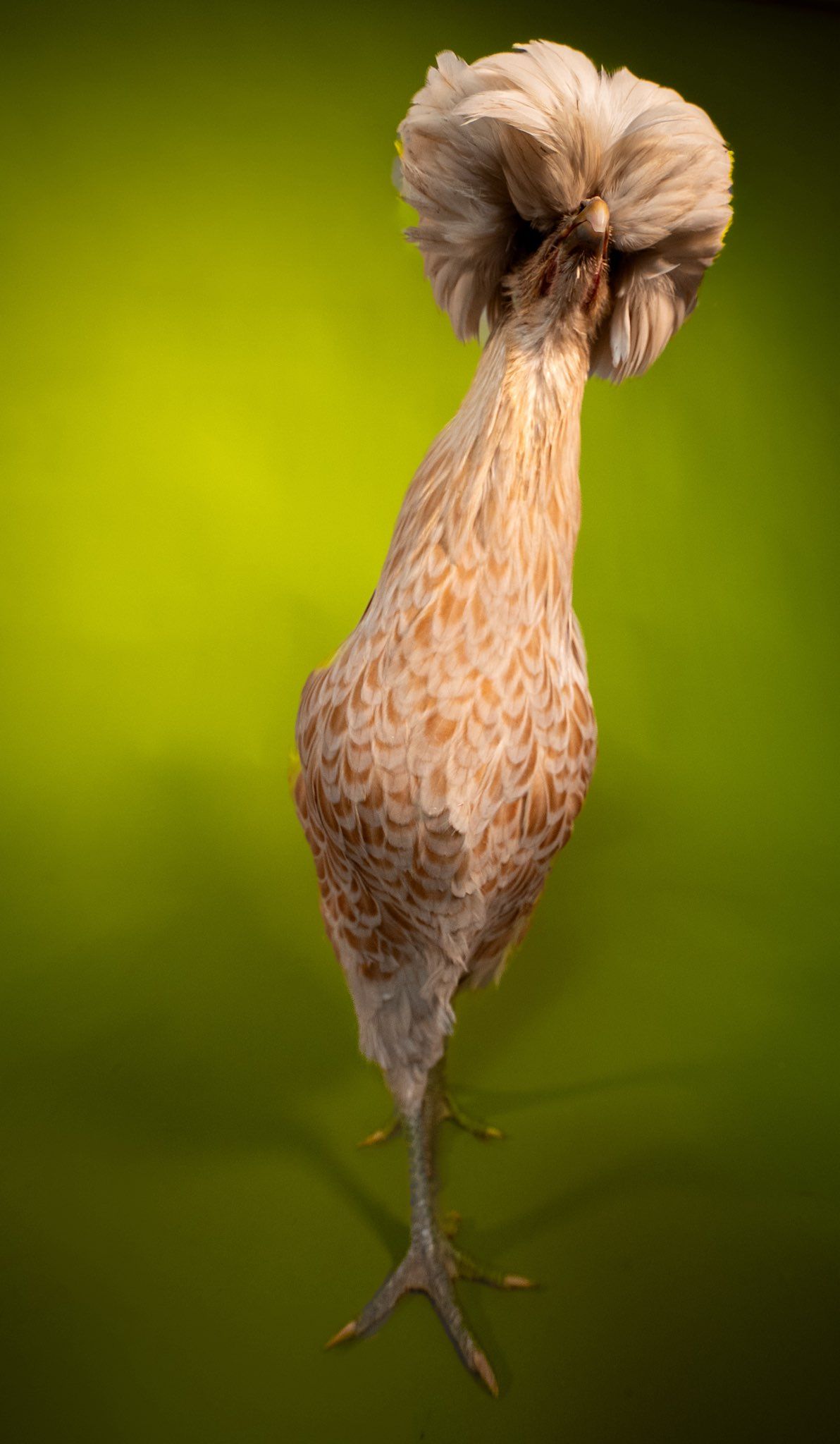 A Polish chicken with light brown feathers and distinctive poofy head plumage stands against a blurred green background.