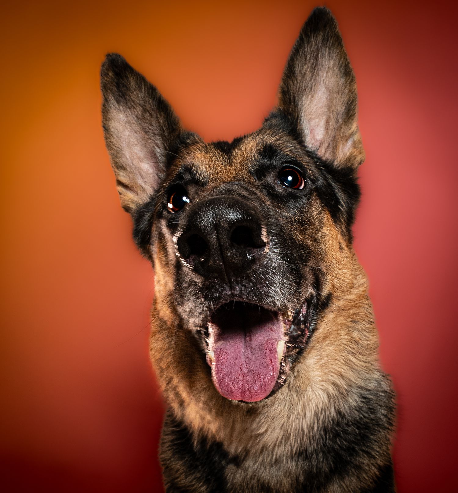 A German Shepherd dog with an alert expression and perked ears photographed against a red background.