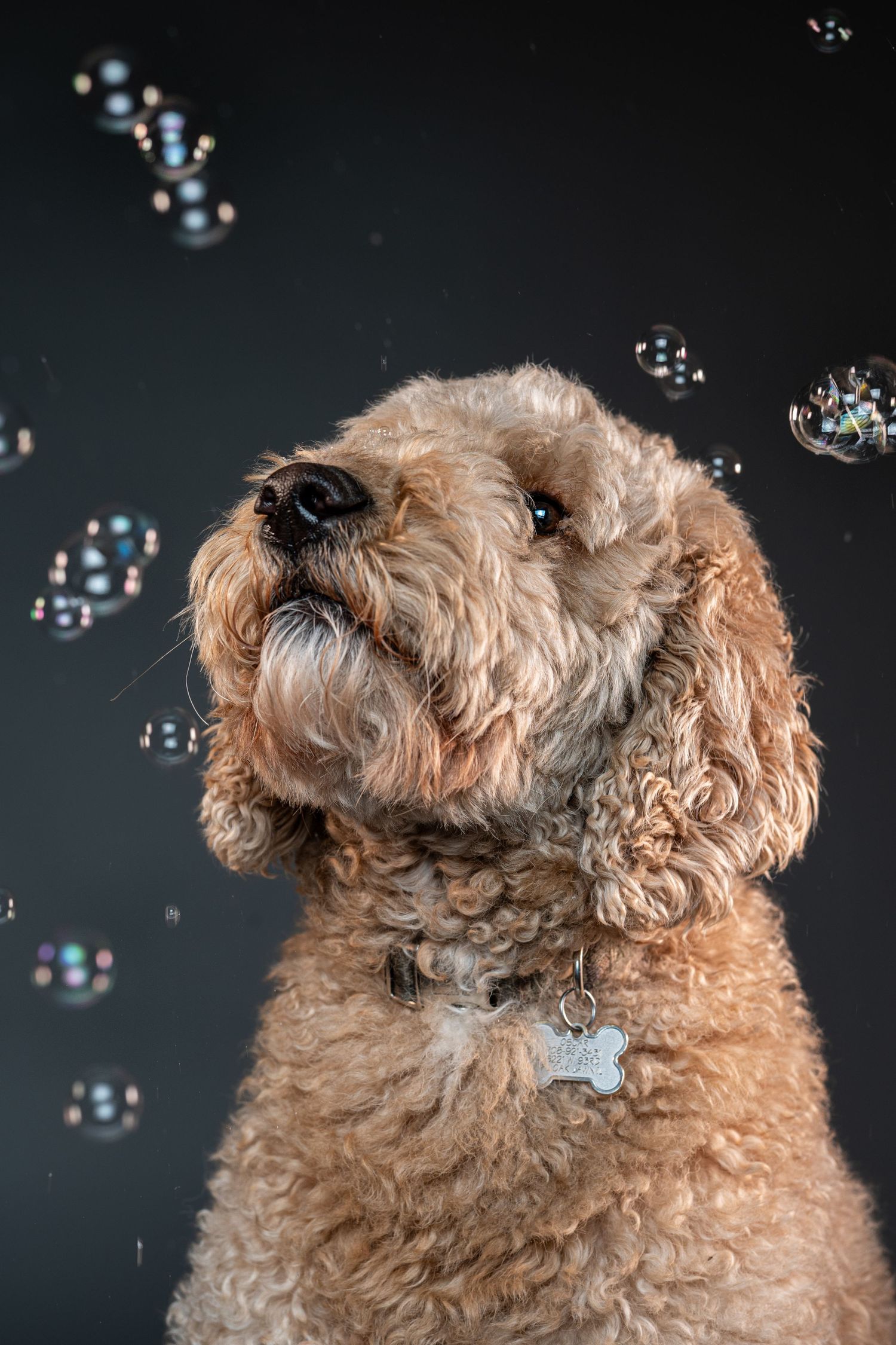 A fluffy brown goldendoodle dog watches soap bubbles float against a dark background.