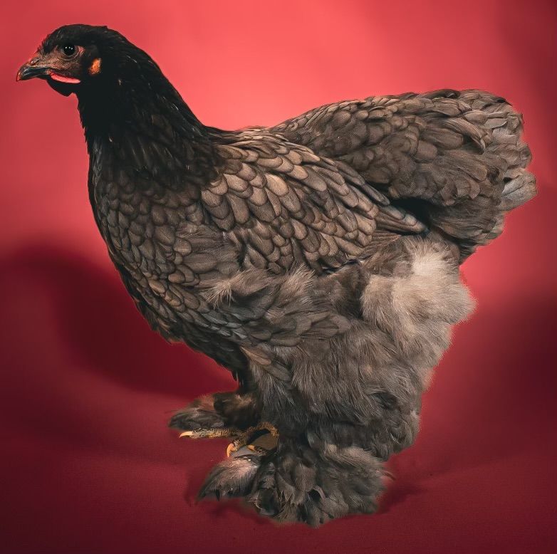 A series of studio photographs showing a brown and black chicken against a red background from different angles.