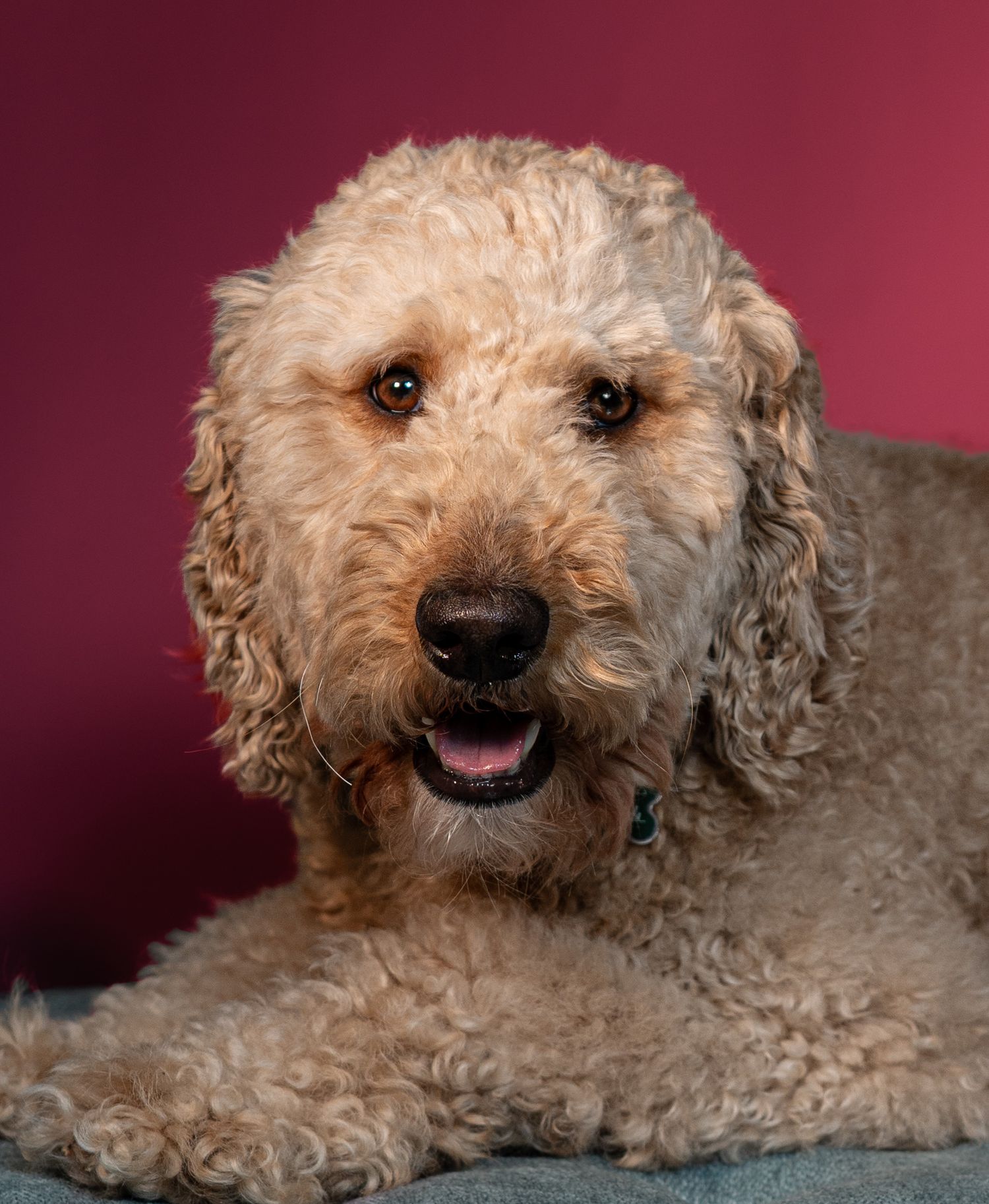 A curly-haired cream-colored Labradoodle dog lying down and smiling against a burgundy background.