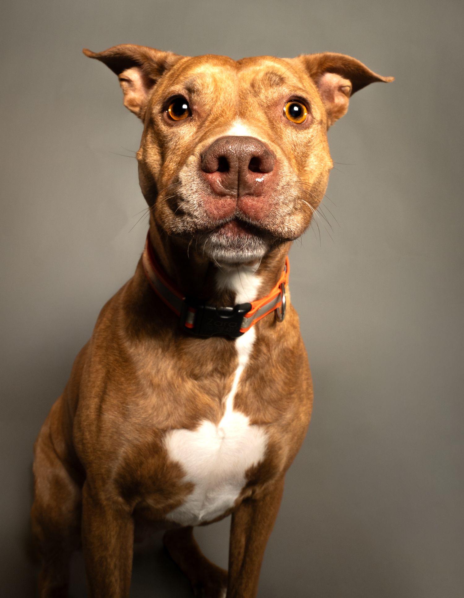 A brown and white pit bull terrier poses for a series of close-up portrait photographs showing different facial expressions.