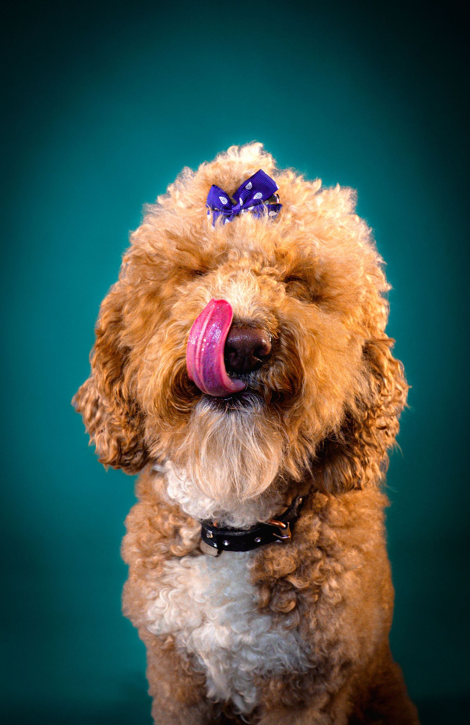 A fluffy goldendoodle dog wearing colorful hair bows poses against a turquoise blue background.