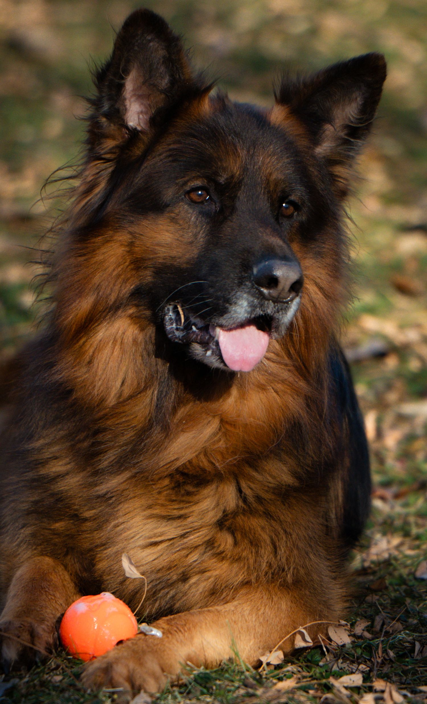 A German Shepherd dog lies on grass playing with an orange ball toy in a series of sequential photos.