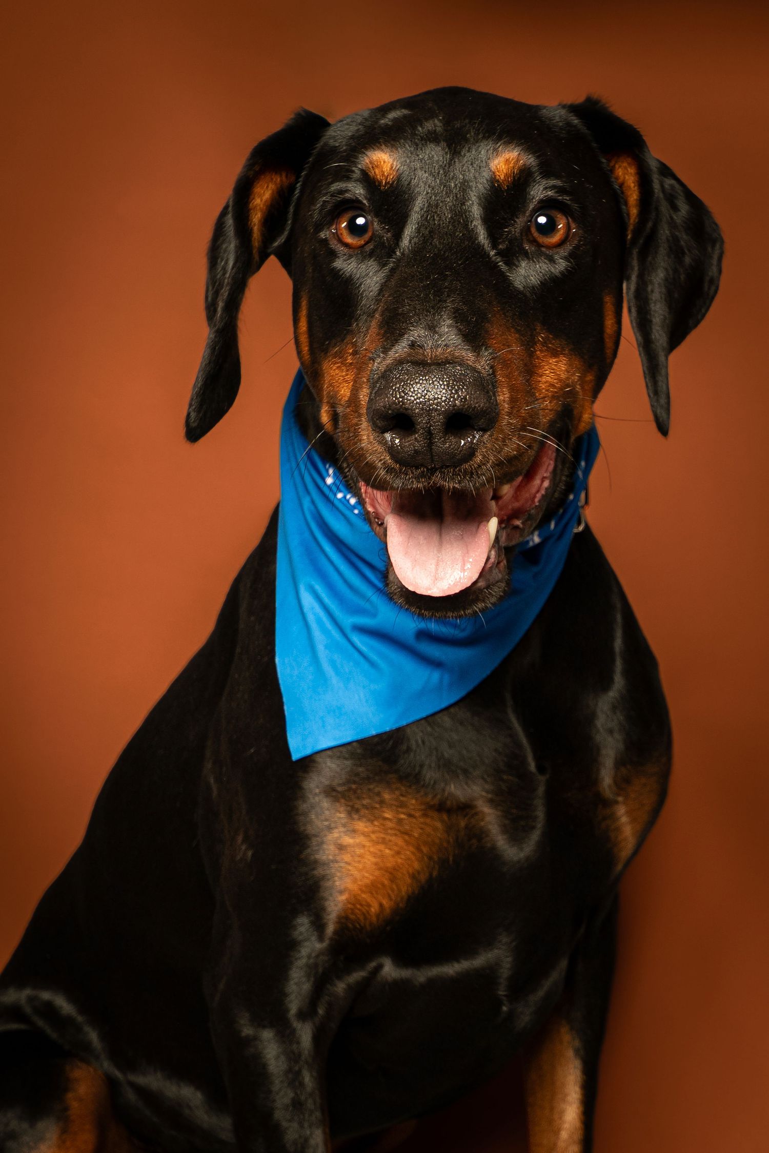 Black and tan Doberman wearing a bright blue bandana smiles with its mouth open in a studio portrait against a warm orange-brown background.