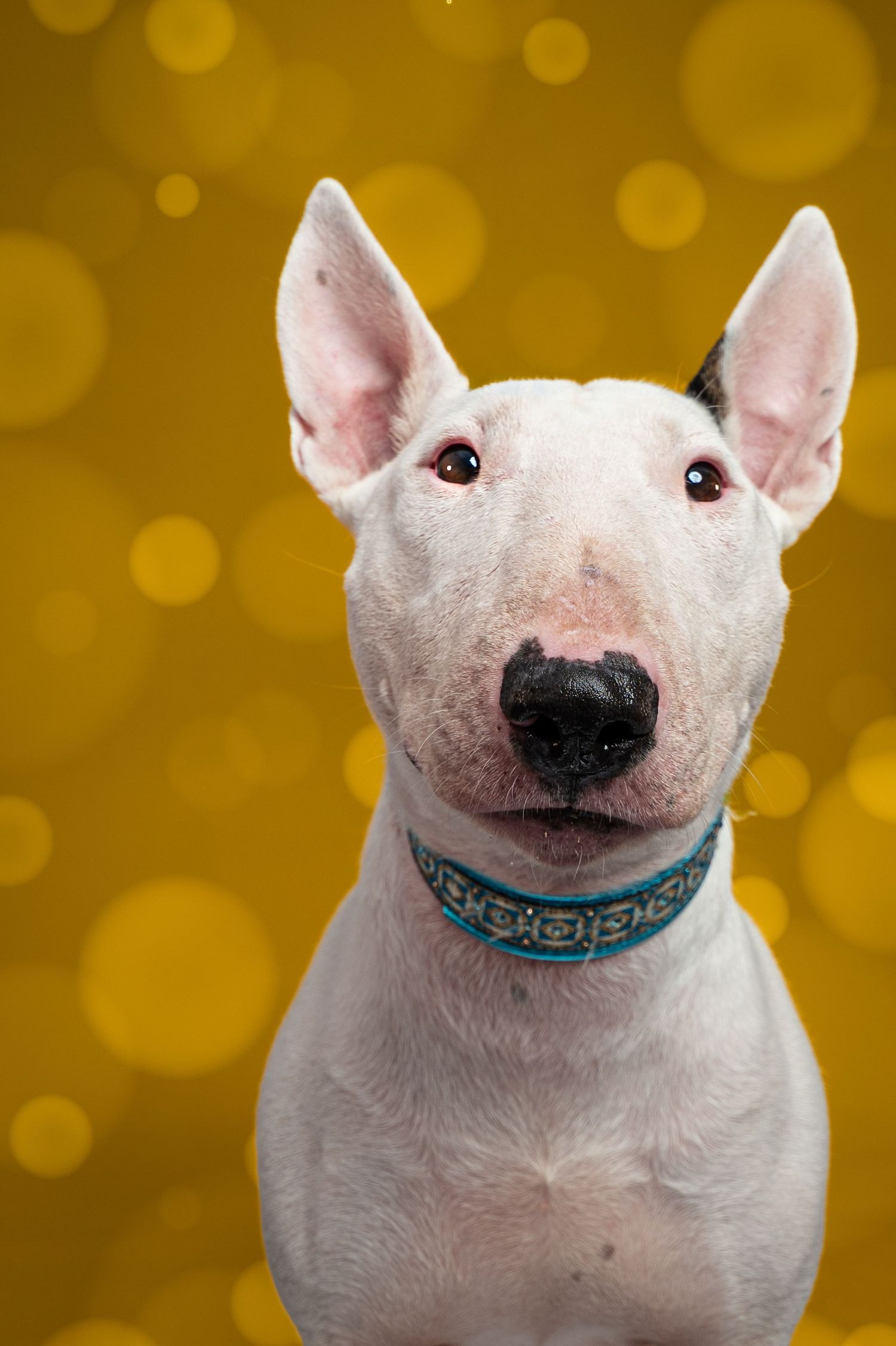 White Bull Terrier dog with blue collar posing against a golden bokeh background.