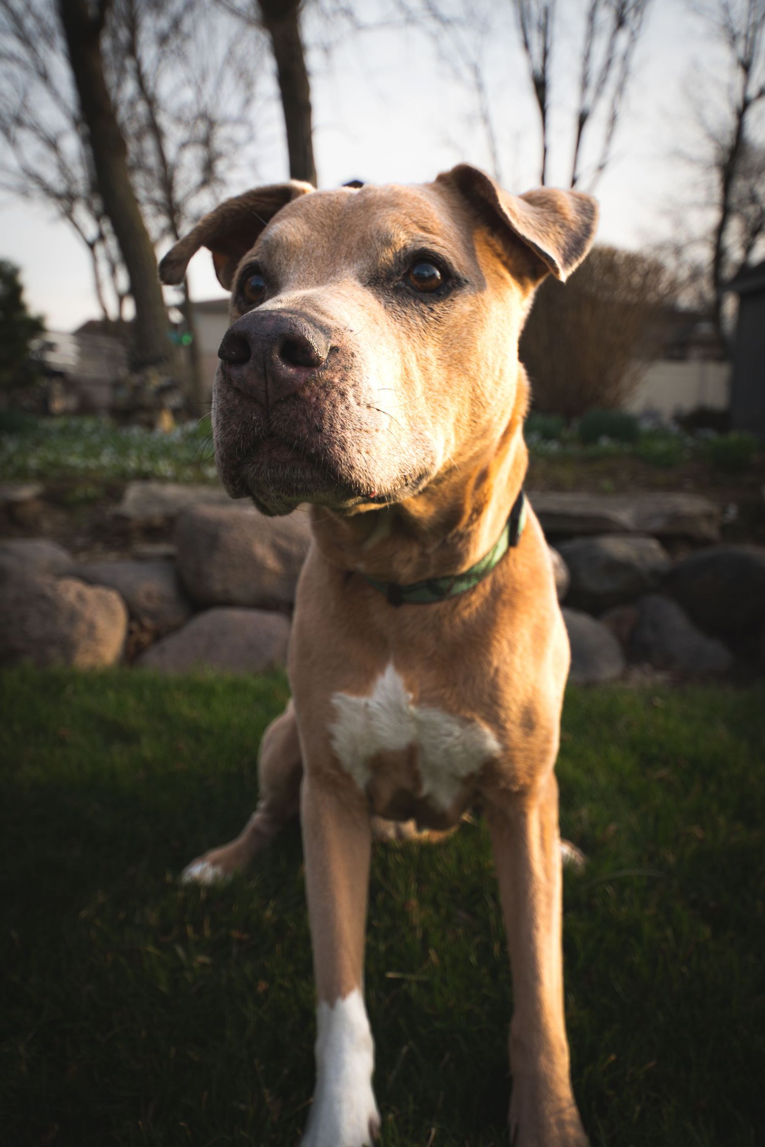 A tan and white dog stands outdoors at dusk with trees visible in the background.