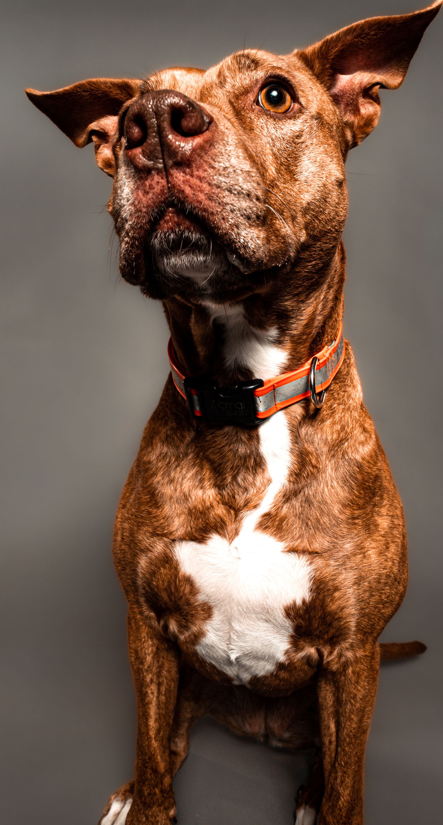 A brown and white pit bull terrier with expressive eyes shown in multiple poses against a dark background.