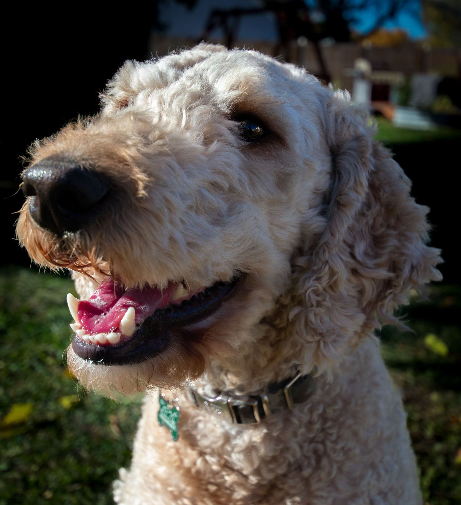 Happy Goldendoodle dog with curly cream-colored fur smiling with mouth open in outdoor setting.