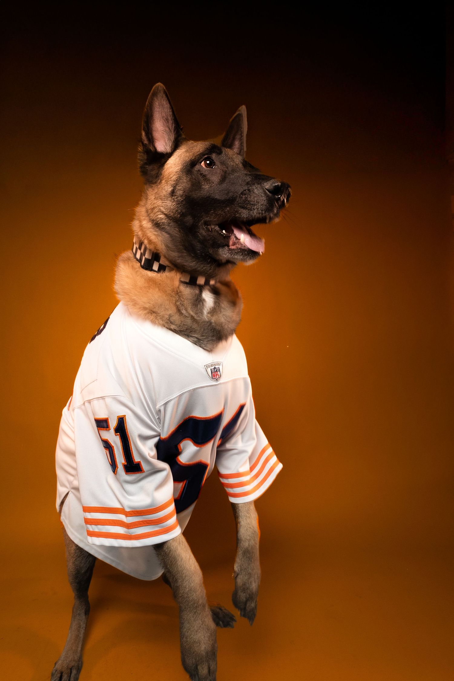 A small dog wearing a Chicago Bears football jersey poses in different playful positions against an orange background.