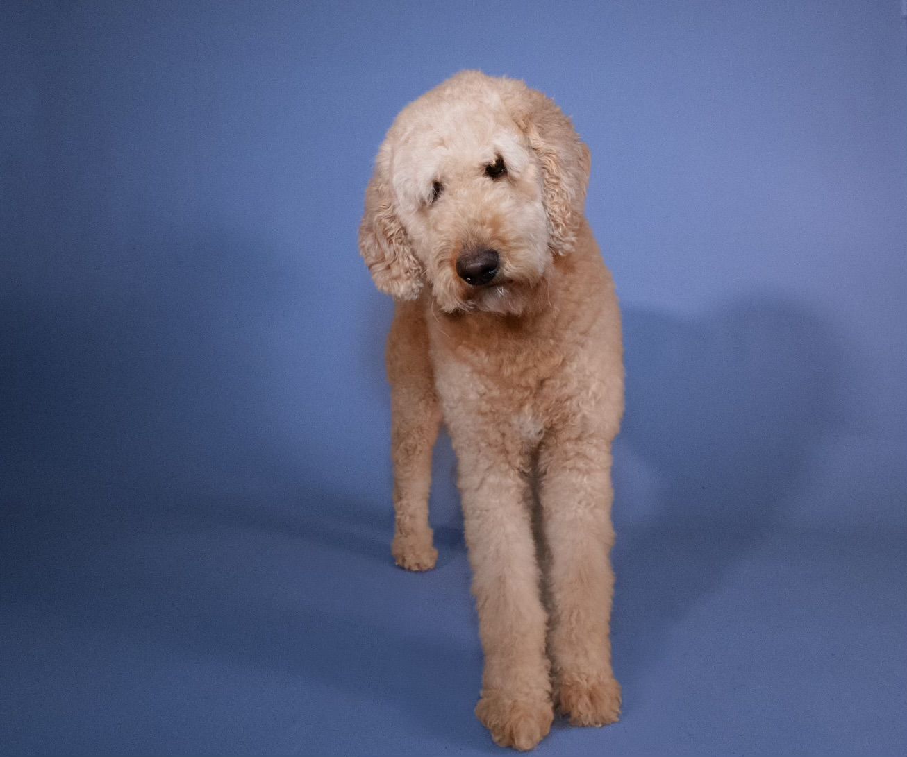 A cream-colored Goldendoodle dog stands against a blue studio backdrop, showcasing its fluffy, curly coat.