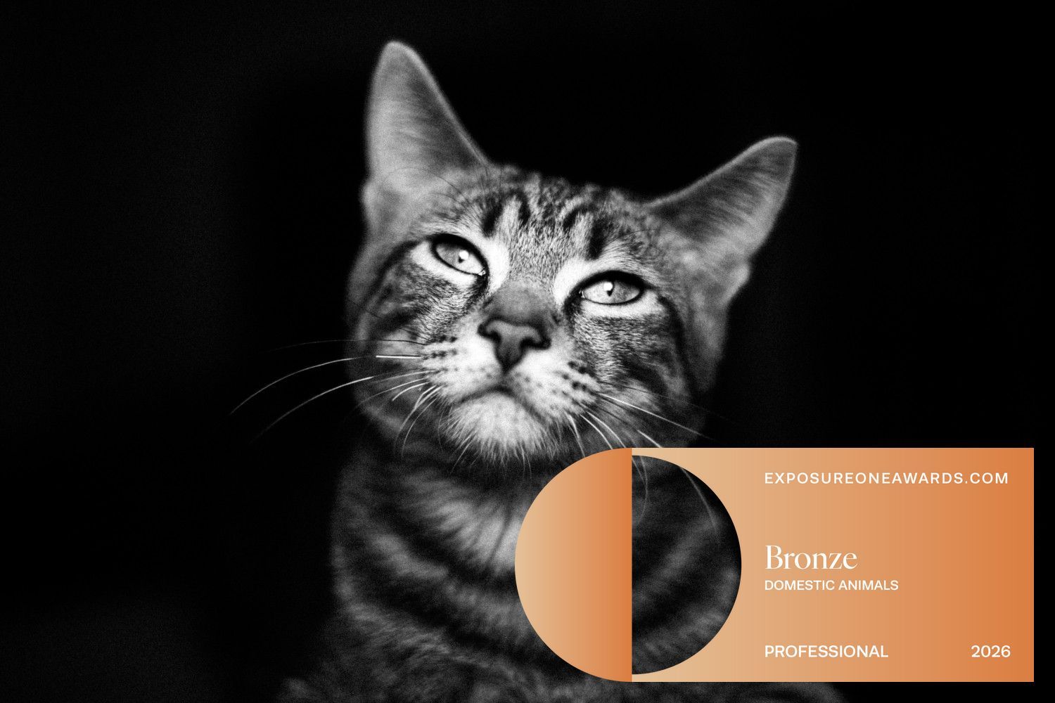 Black and white portrait of a tabby cat gazing upward, with an Exposure Awards Bronze badge for Domestic Animals, Professional 2026.