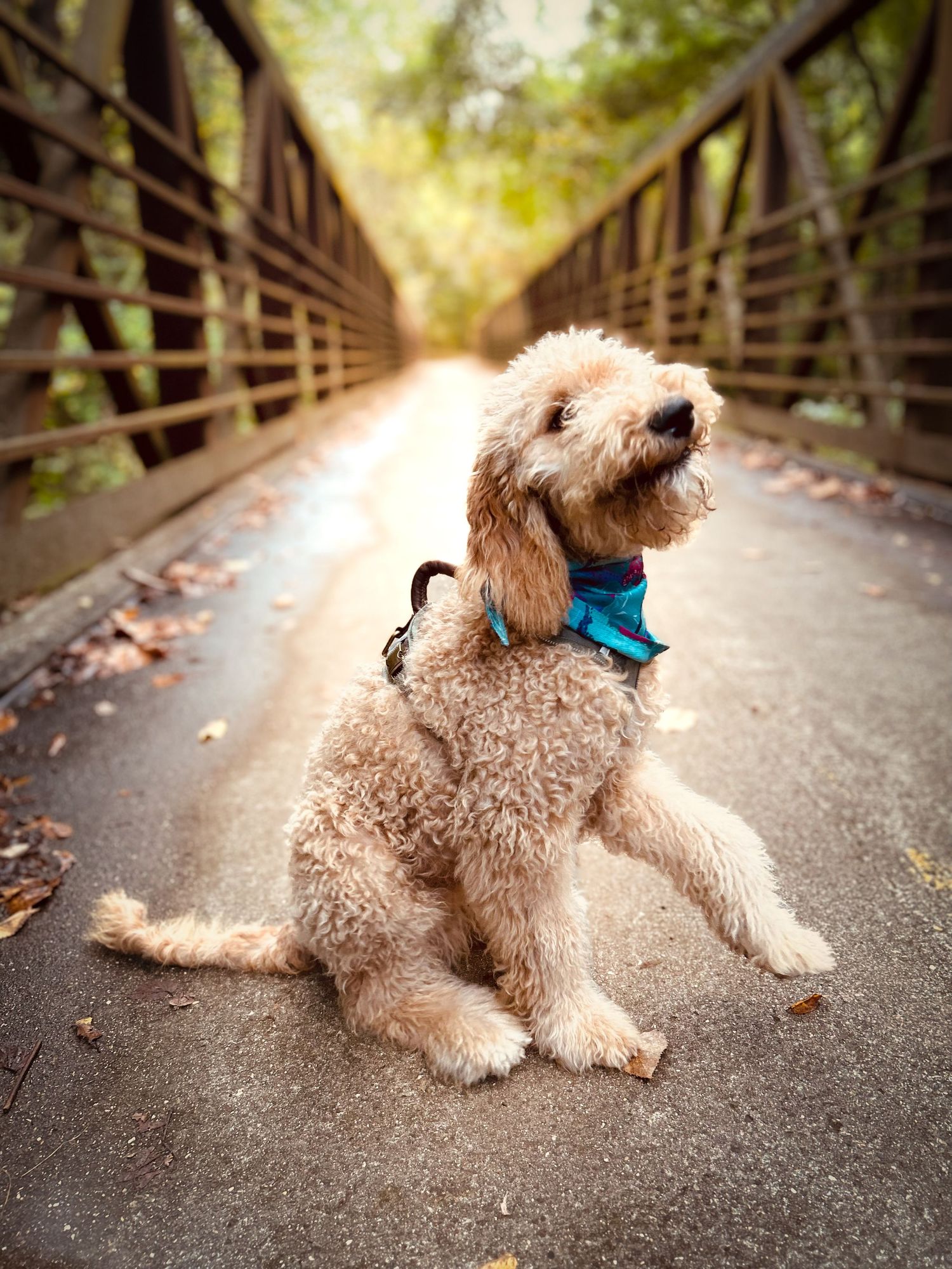 Goldendoodle dog resting on wooden bridge path with autumn leaves.