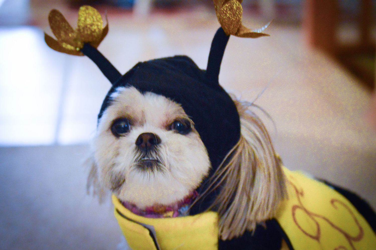 Adorable Shih Tzu dog wearing a bumblebee Halloween costume with antennae headpiece and yellow black outfit.