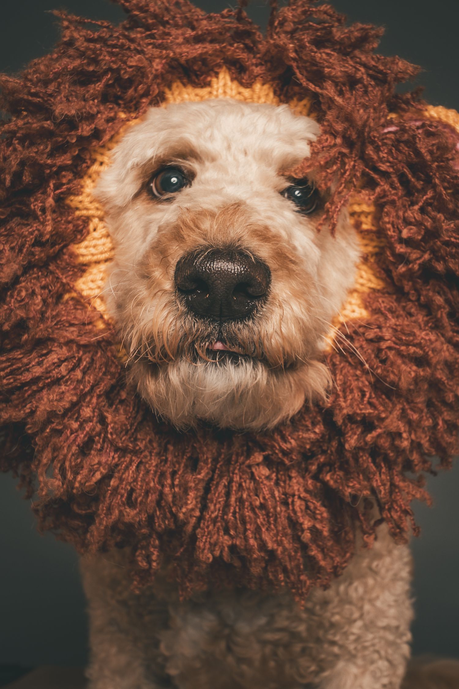 A fluffy dog wearing a knitted lion mane costume, looking adorably at the camera against a dark background.