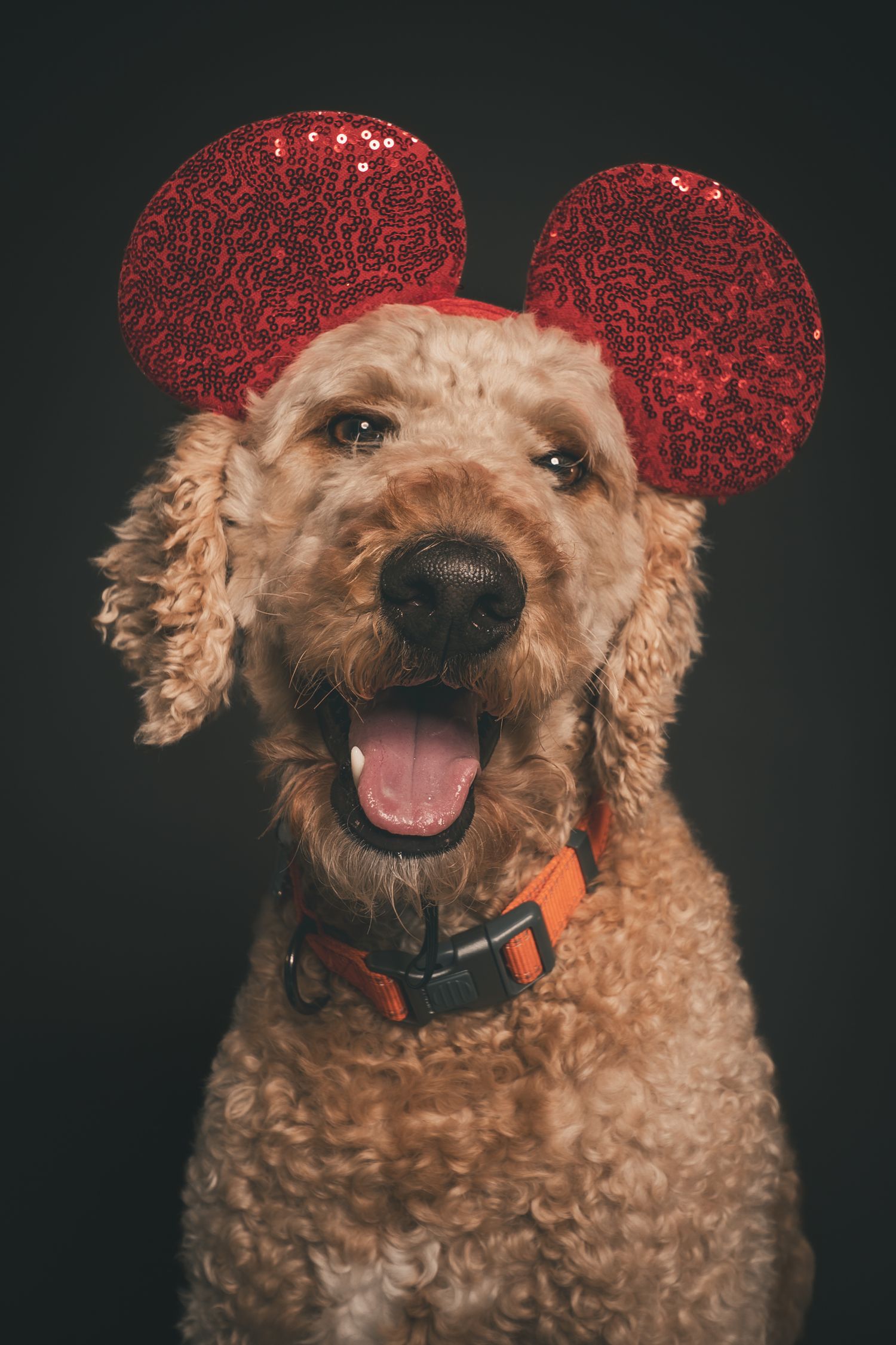A happy golden doodle dog wearing red sequin Mickey Mouse ears and an orange collar against a dark background.