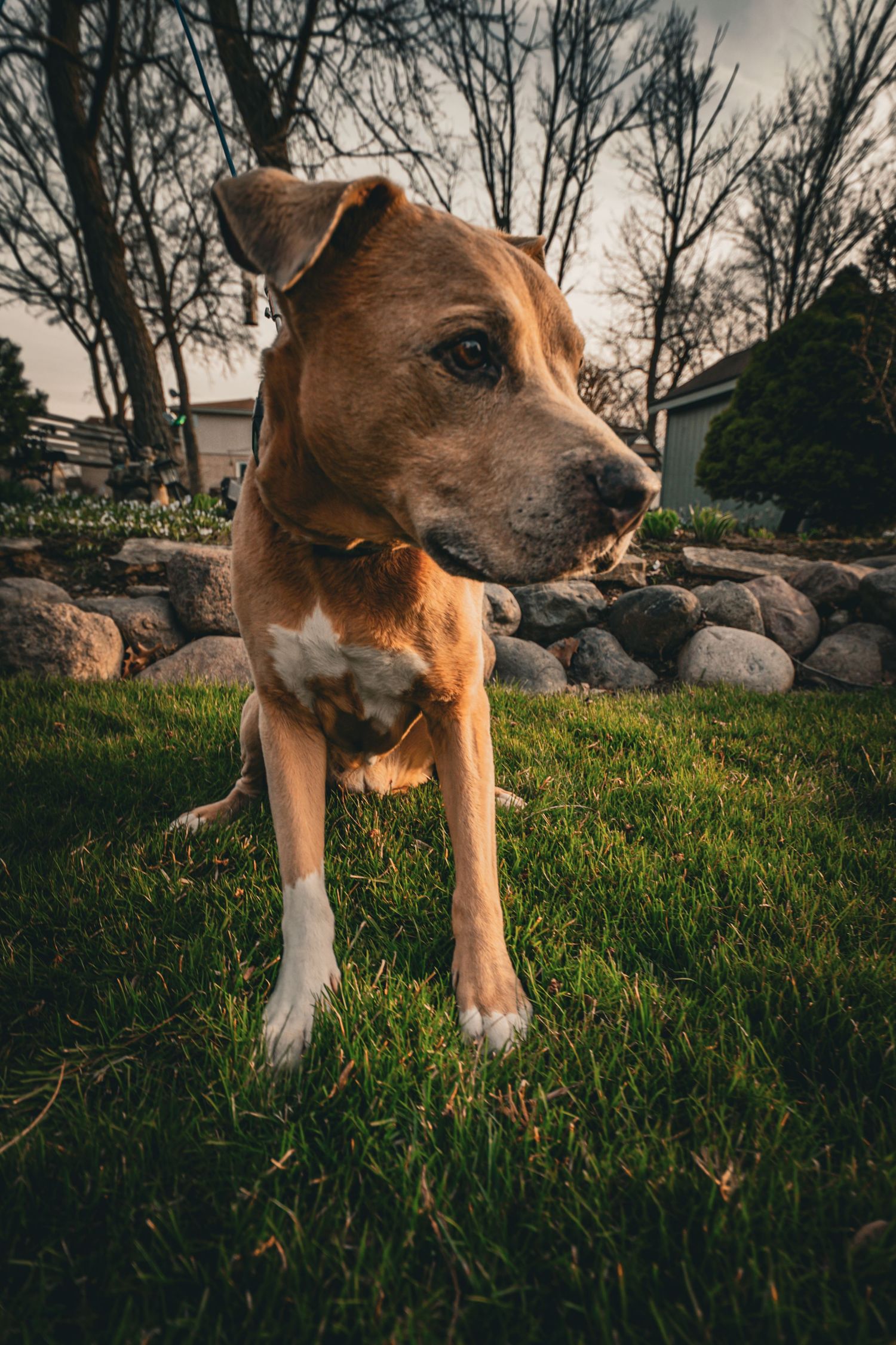 Low angle view of a muscular tan pit bull mix dog standing alert in a grassy yard with rocks and trees.