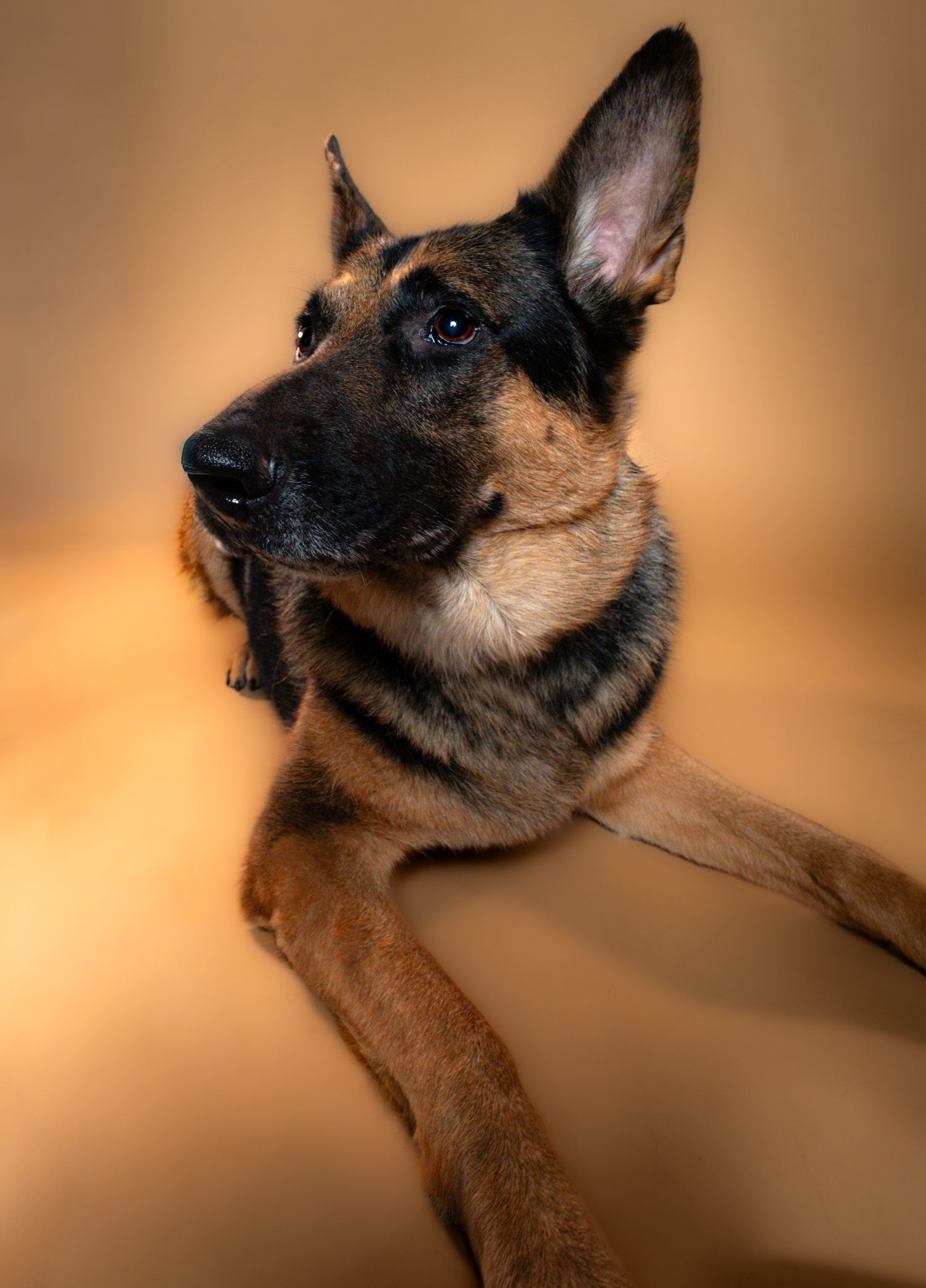 A German Shepherd dog's profile view showing various head positions against a warm brown background.