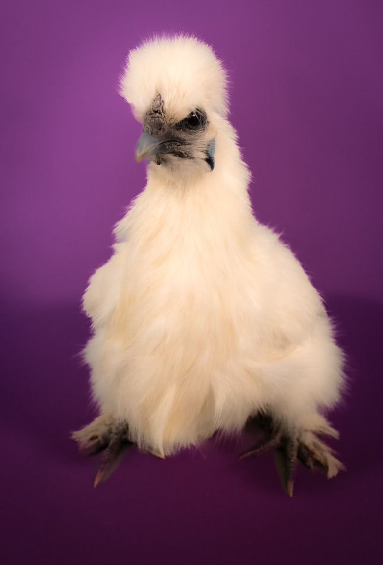 A fluffy white Silkie chicken with distinctive feathered feet stands against a purple background.