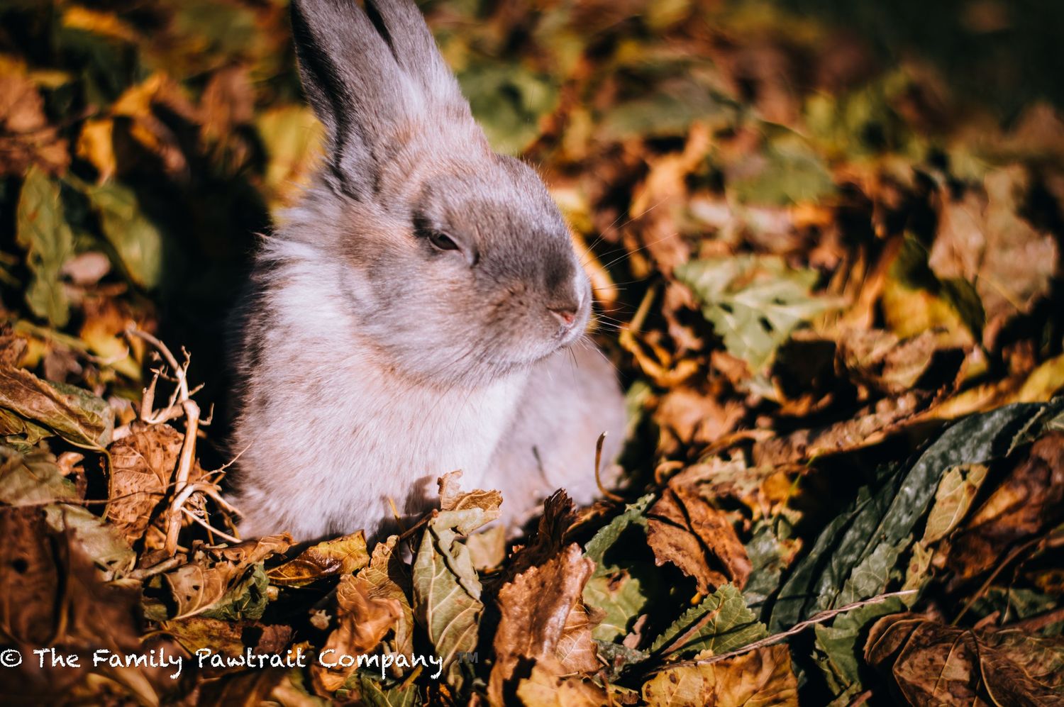 A brown and white rabbit nestles among fallen autumn leaves.