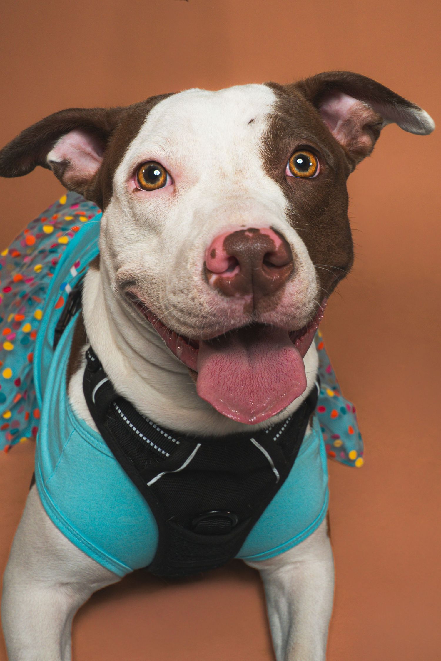 Happy brown and white pit bull dog with tongue out wearing a teal shirt, black harness and polka dot tutu against an orange backdrop.
