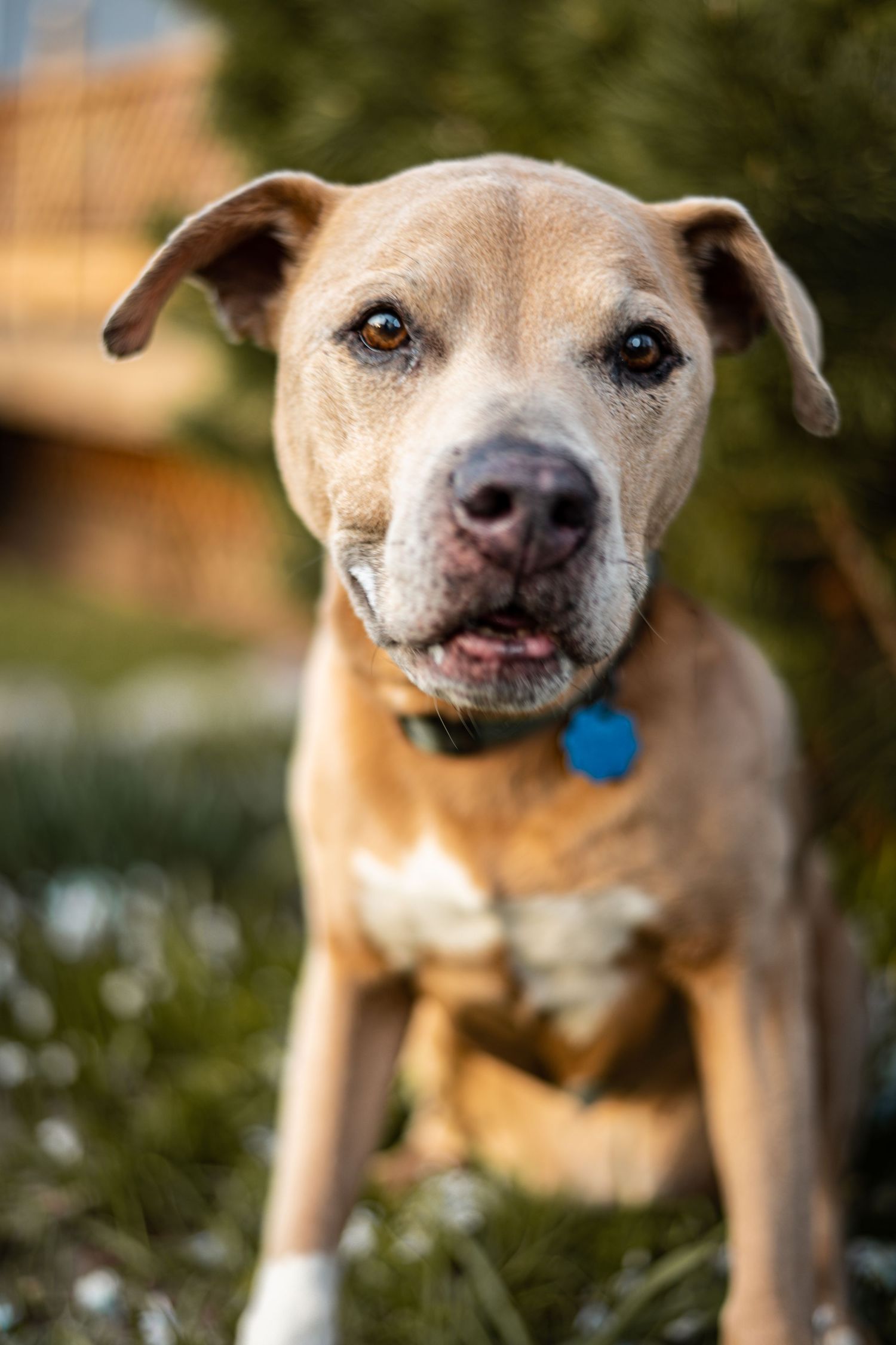 Close-up portrait of a tan mixed breed dog with expressive eyes and a blue collar in an outdoor setting.
