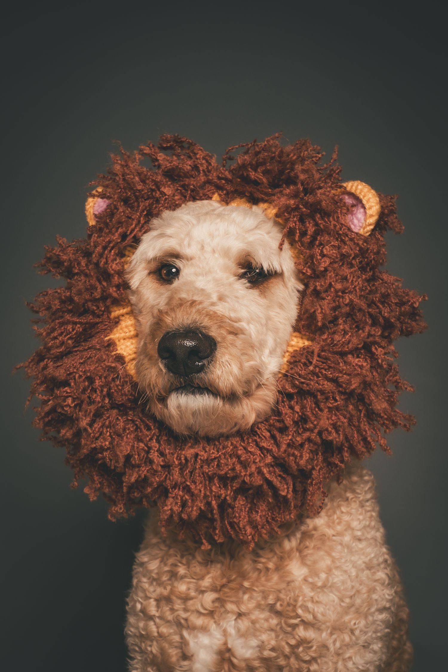 A fluffy golden doodle dog wearing a knitted lion mane costume, posing against a dark gray background.