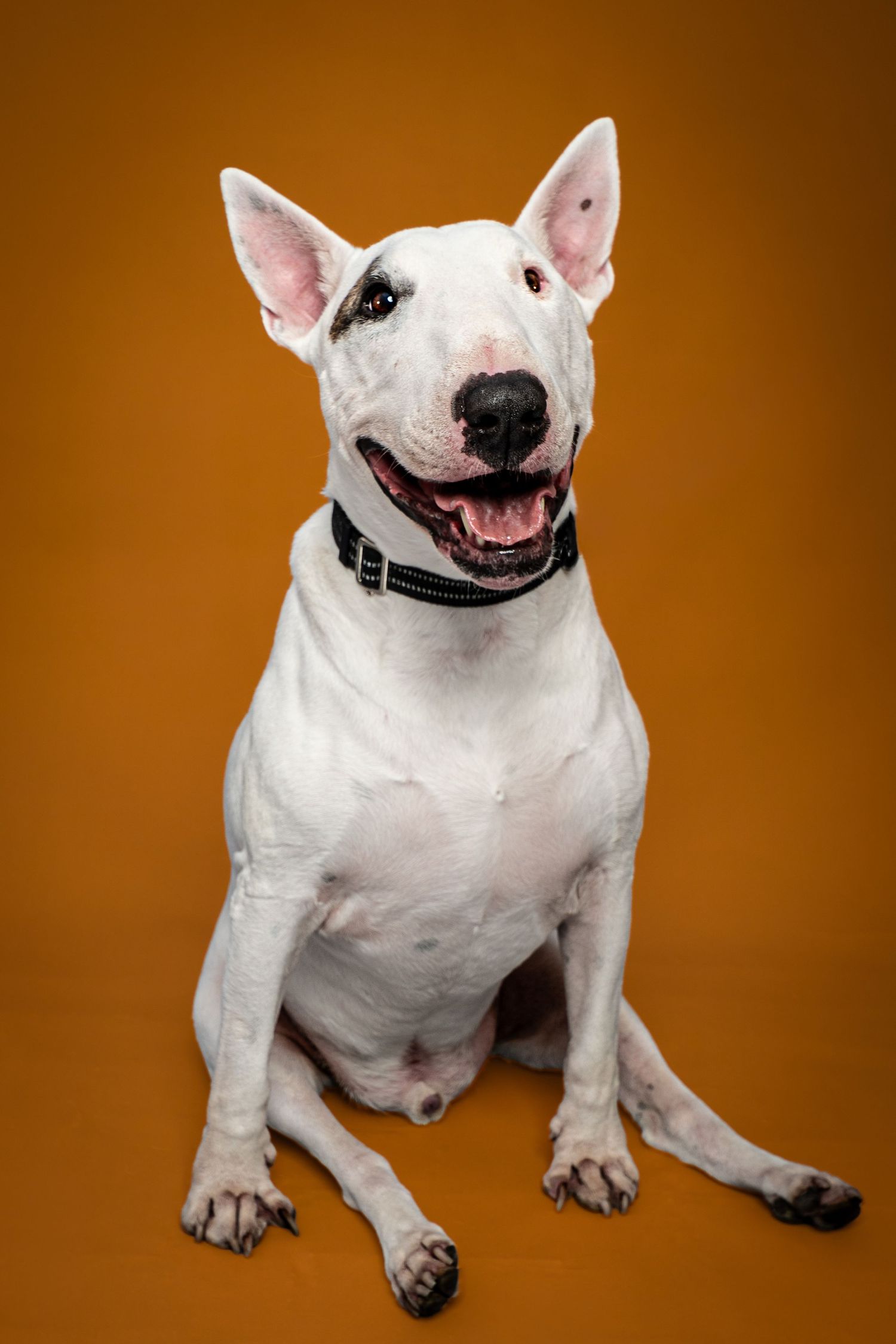 White Bull Terrier dog sitting against orange background, wearing black collar, mouth open in happy expression.