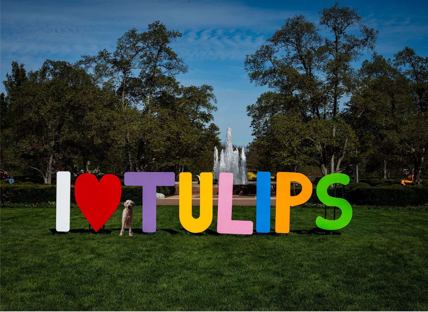Colorful I Love Tulips sign in a green park with trees and a fountain in the background.