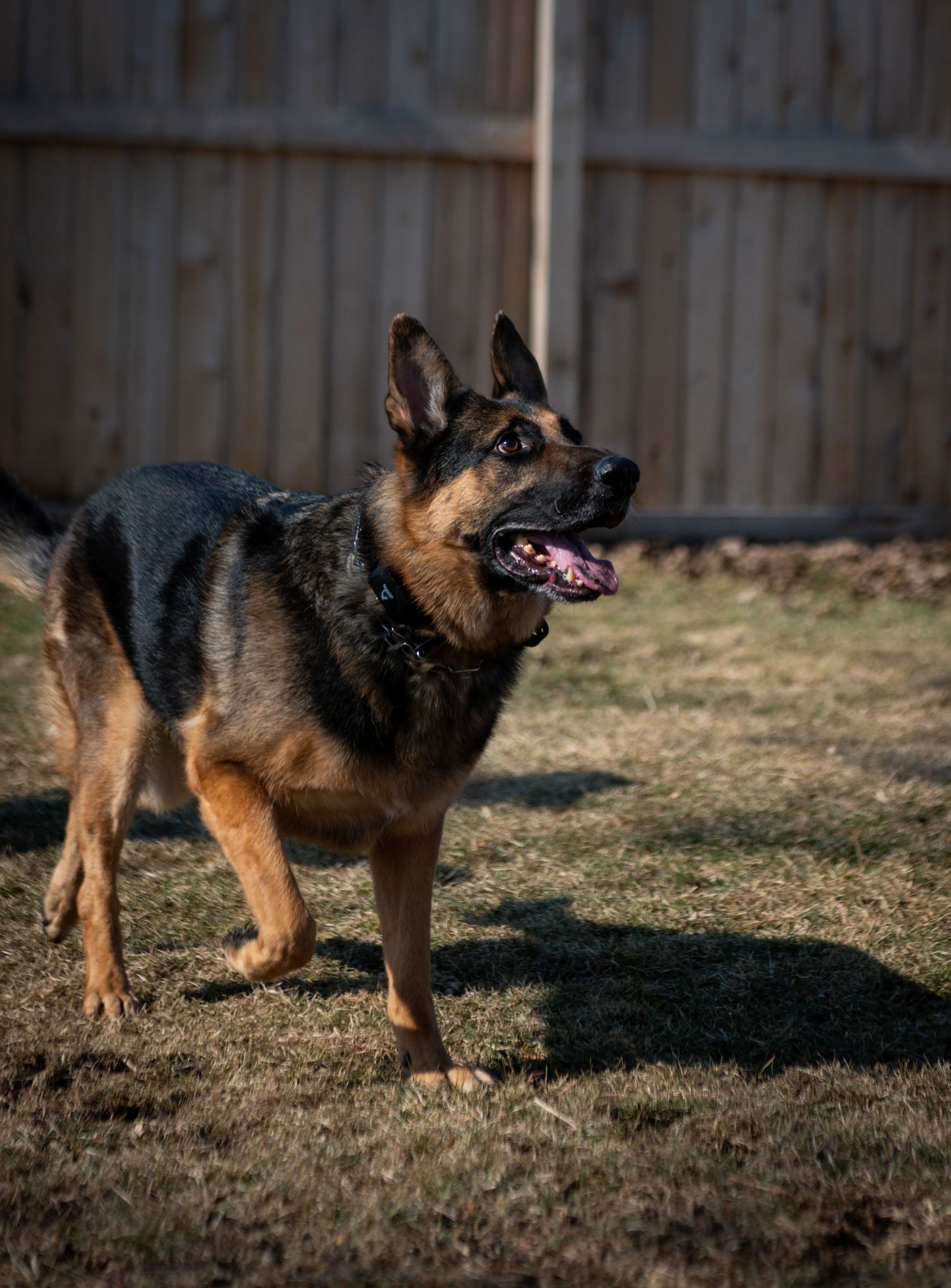 German Shepherd dog stands alert in backyard with wooden fence in warm evening light.