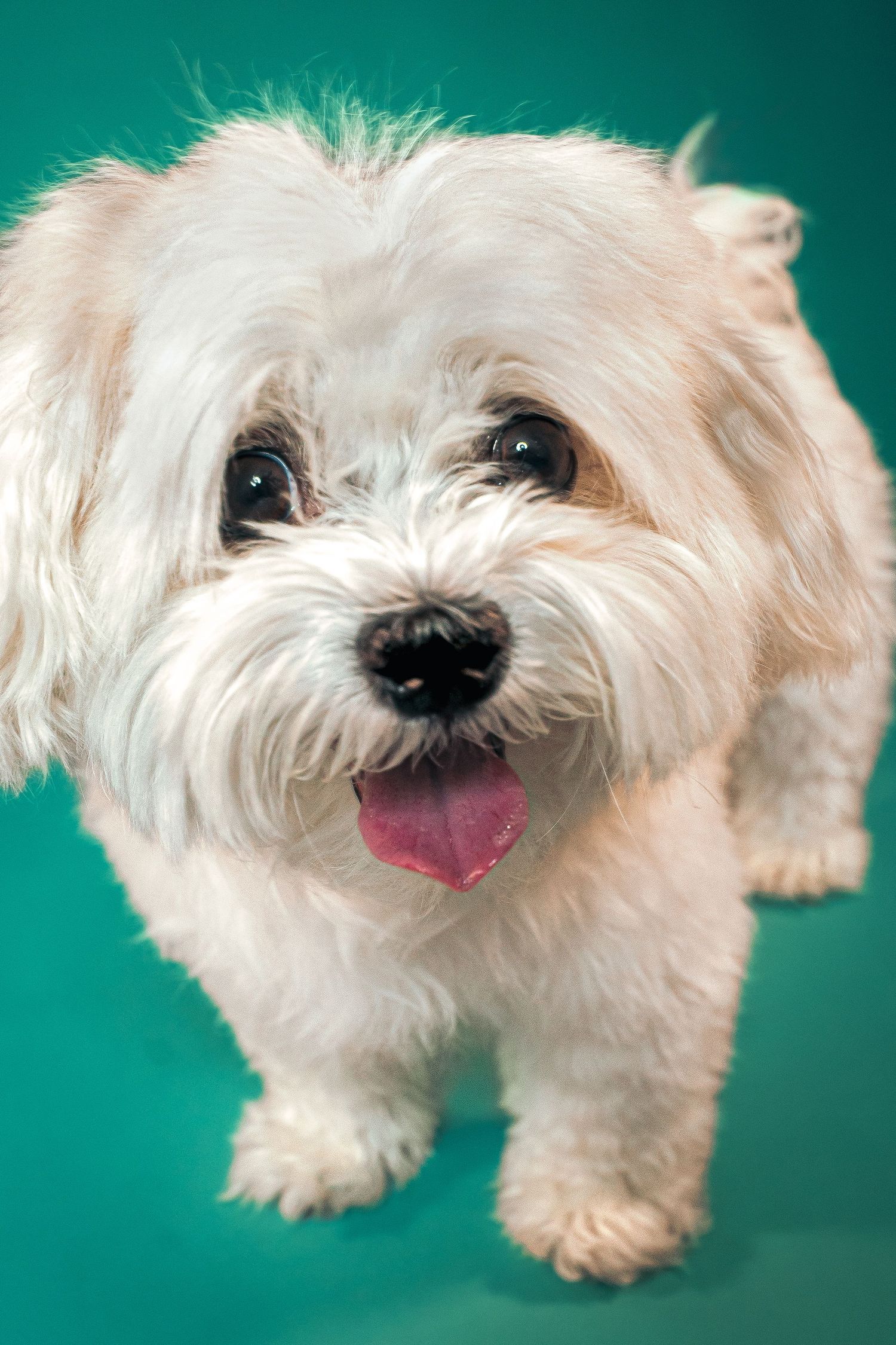 Fluffy white Maltese dog with tongue out standing against a teal background in a studio portrait.